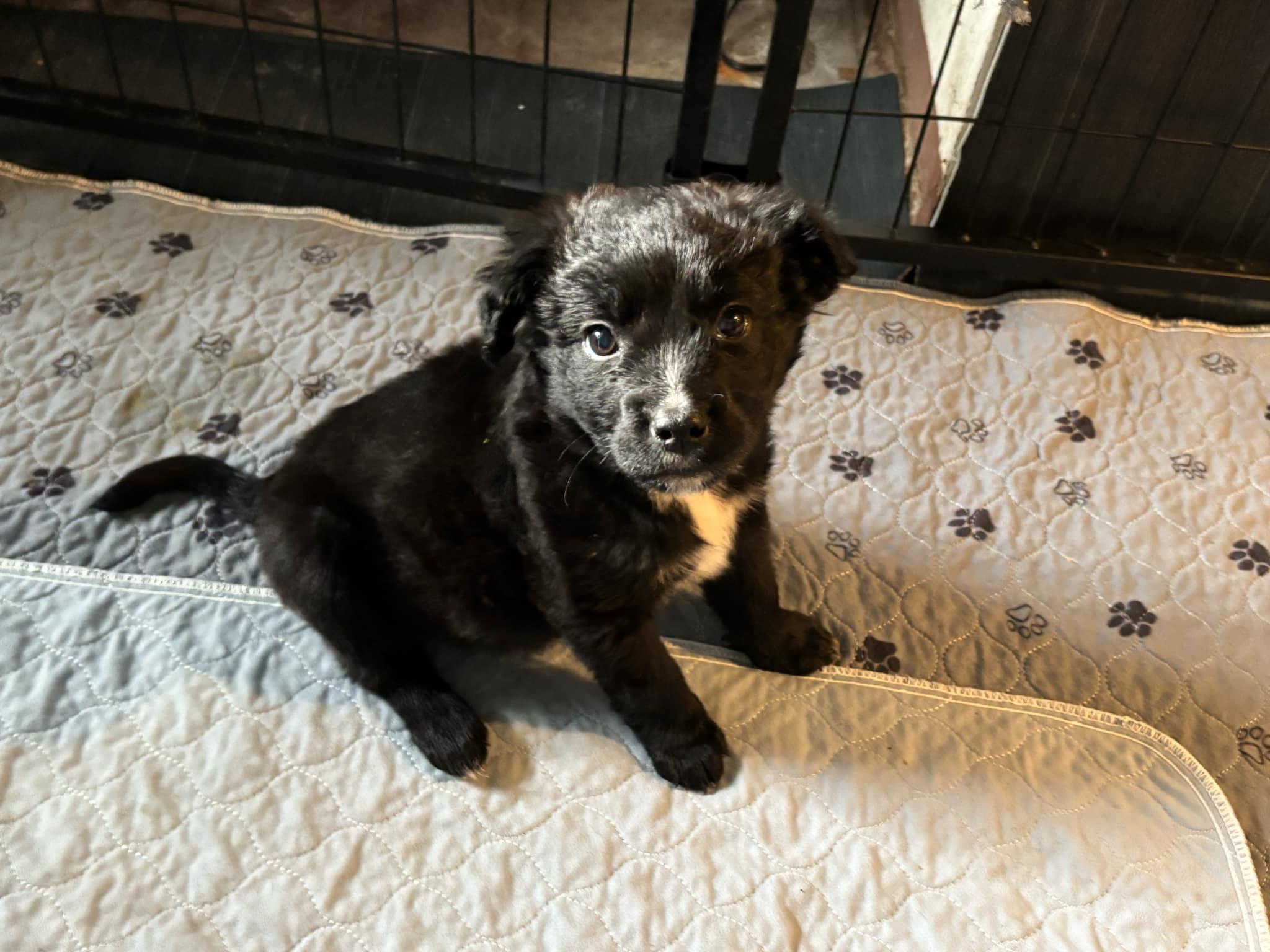 Agnes Ruth, a Adopted Mixed Breed in Kenosha, WI image 3/4