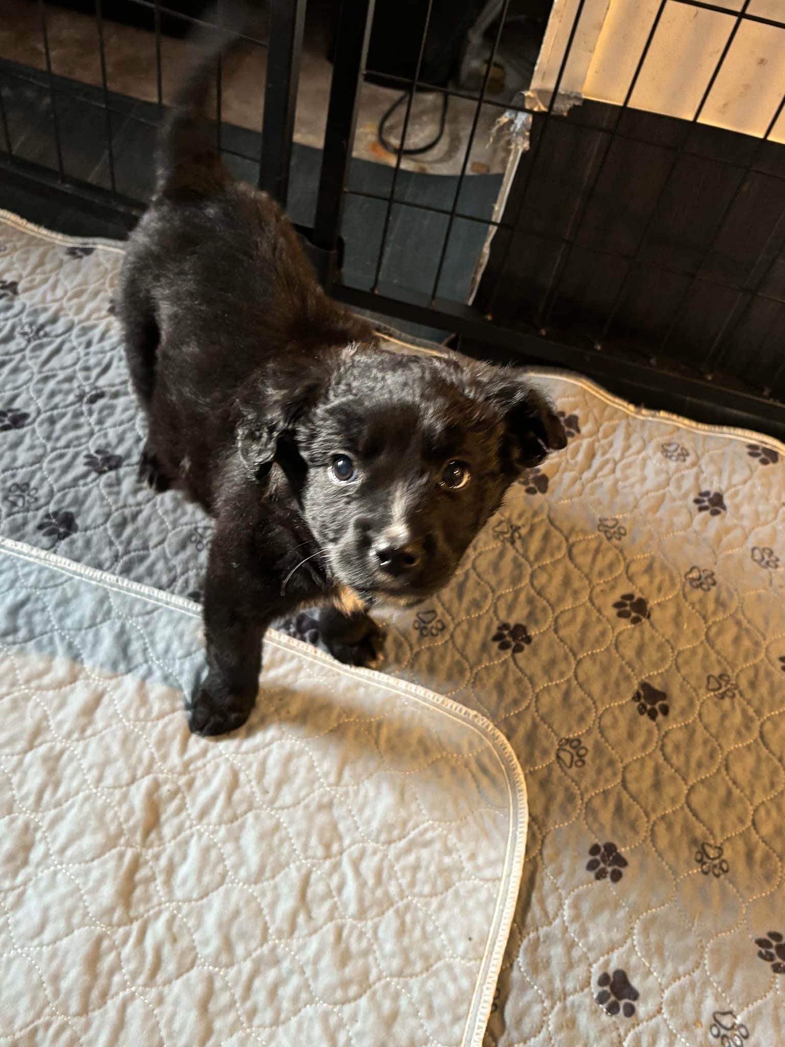 Agnes Ruth, a Adopted Mixed Breed in Kenosha, WI image 4/4