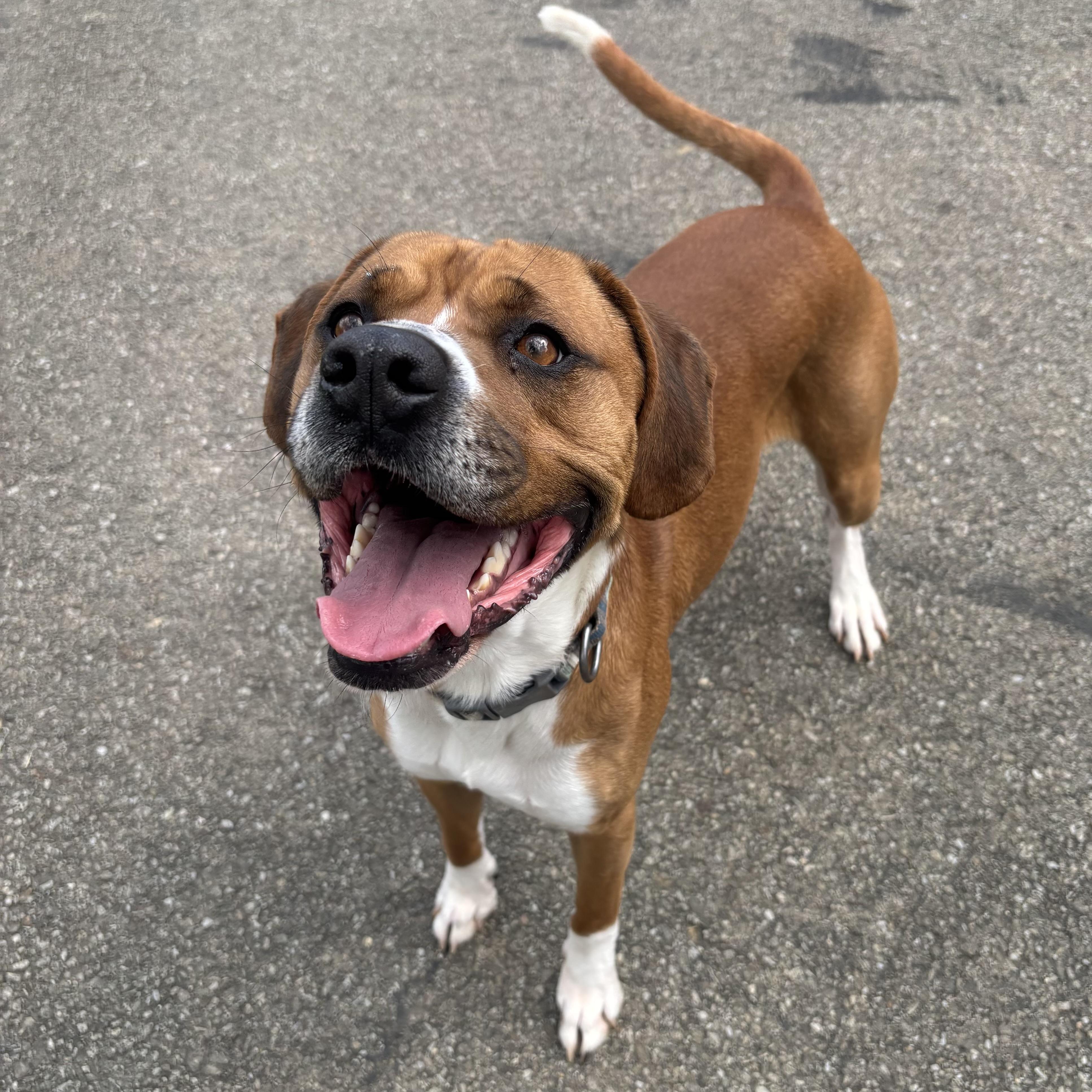 Enlarge Cooper, a ADOPTABLE Mixed Breed in Waynesburg, PA image 5/6