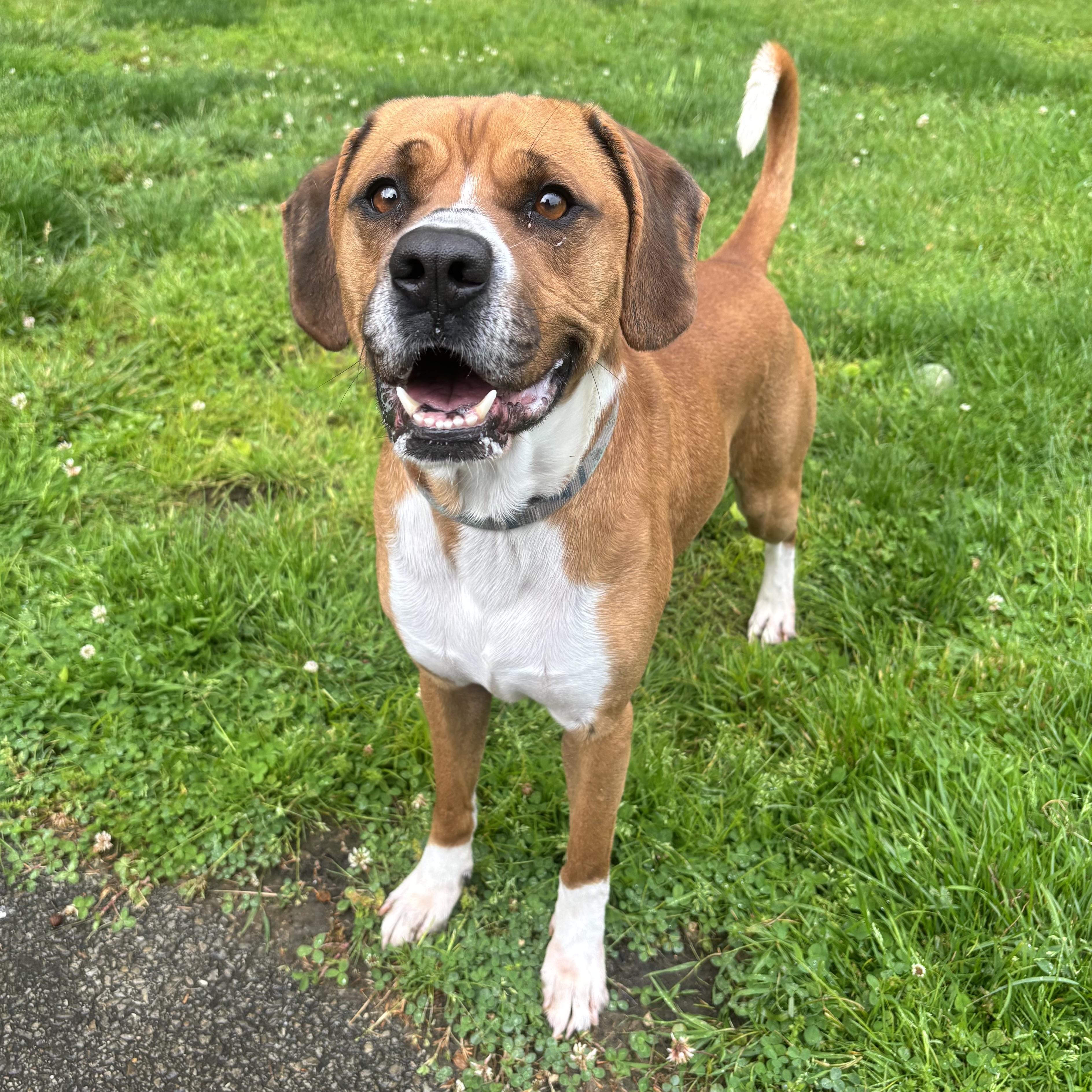 Cooper, a ADOPTABLE Mixed Breed in Waynesburg, PA image 1/6
