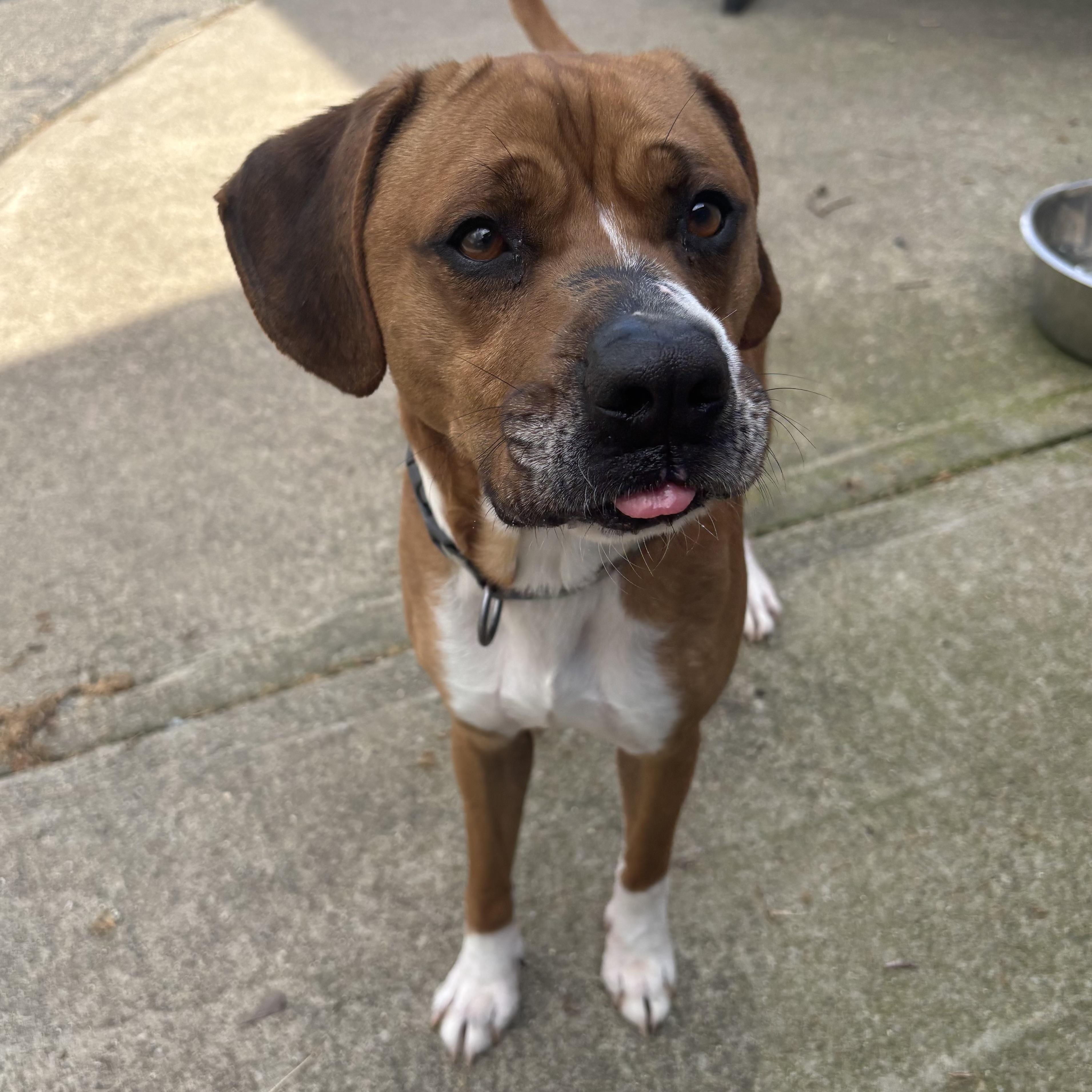 Enlarge Cooper, a ADOPTABLE Mixed Breed in Waynesburg, PA image 2/6