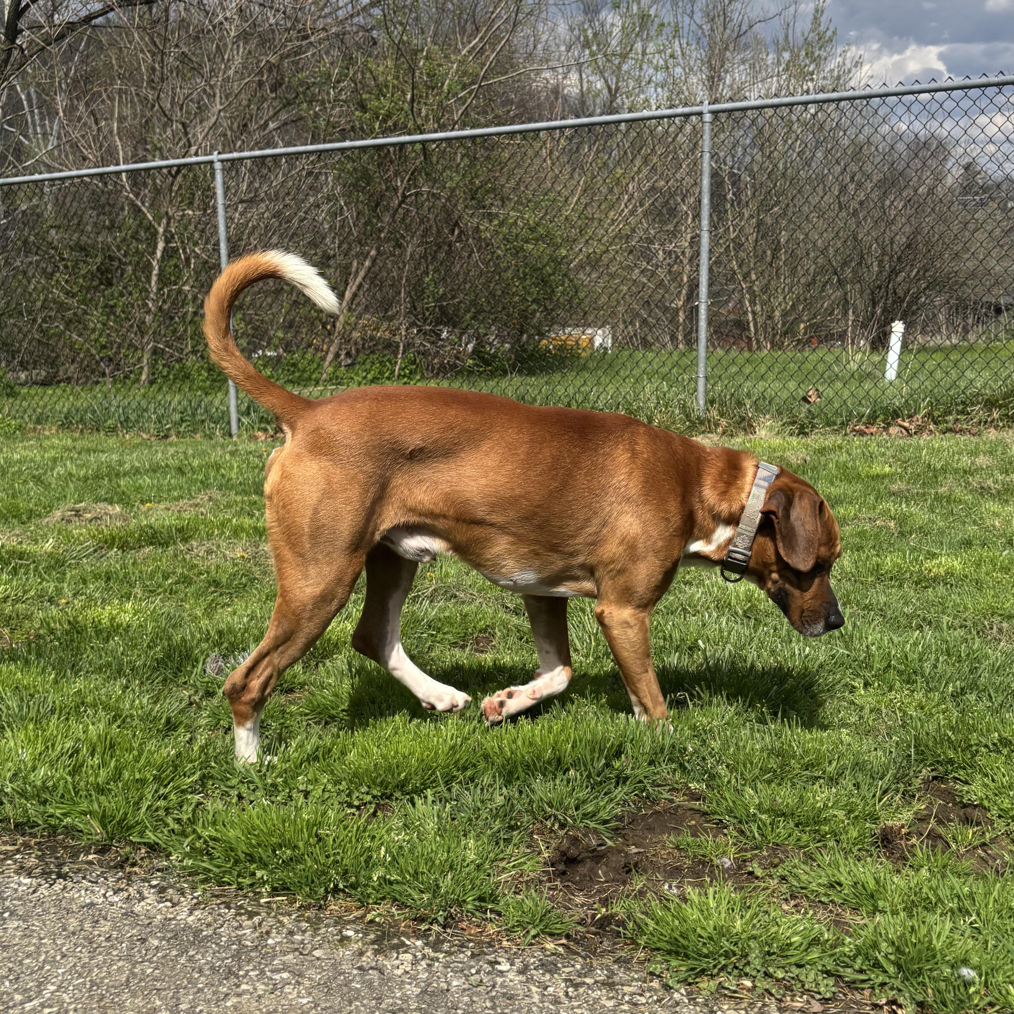 Enlarge Cooper, a ADOPTABLE Mixed Breed in Waynesburg, PA image 4/6