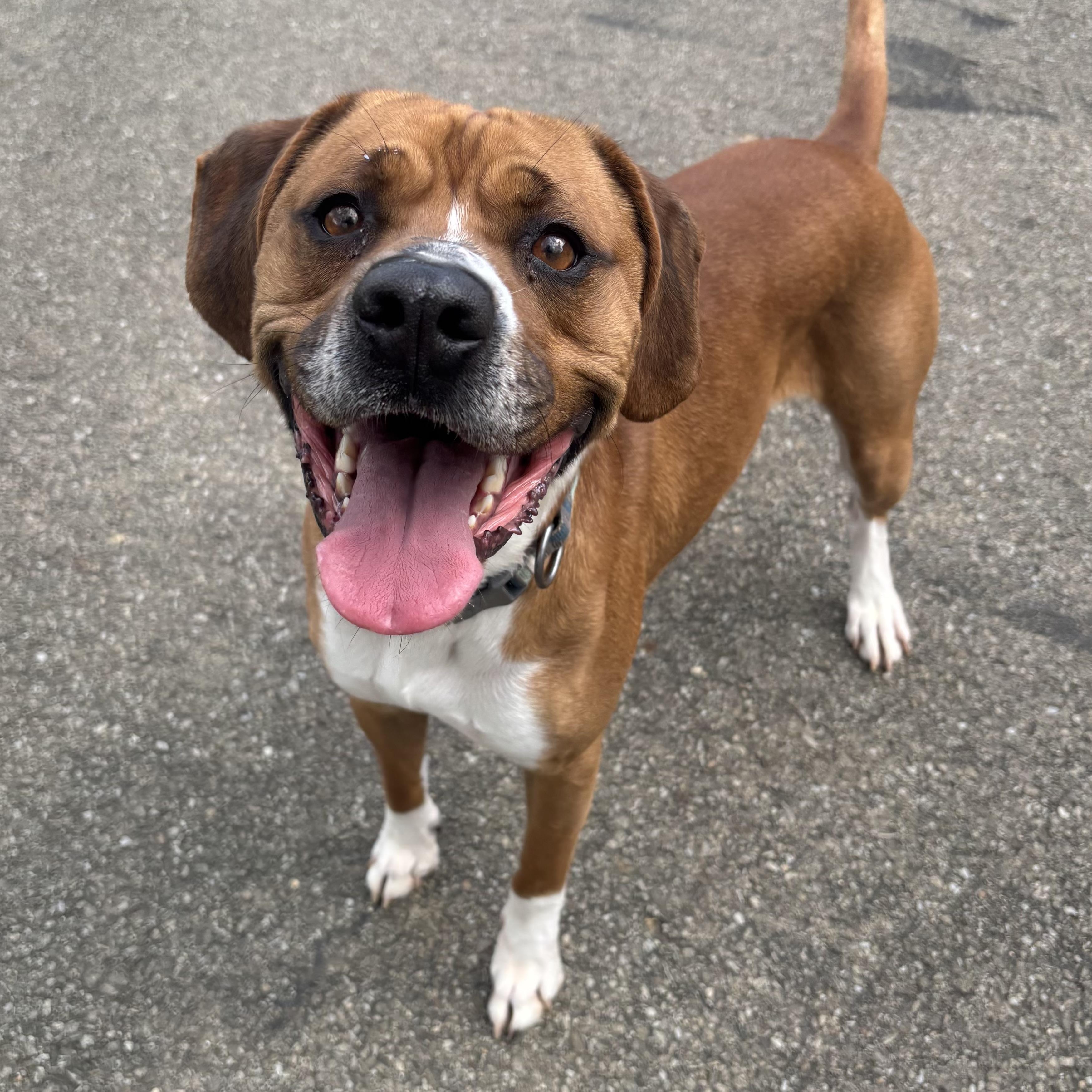 Enlarge Cooper, a ADOPTABLE Mixed Breed in Waynesburg, PA image 1/6