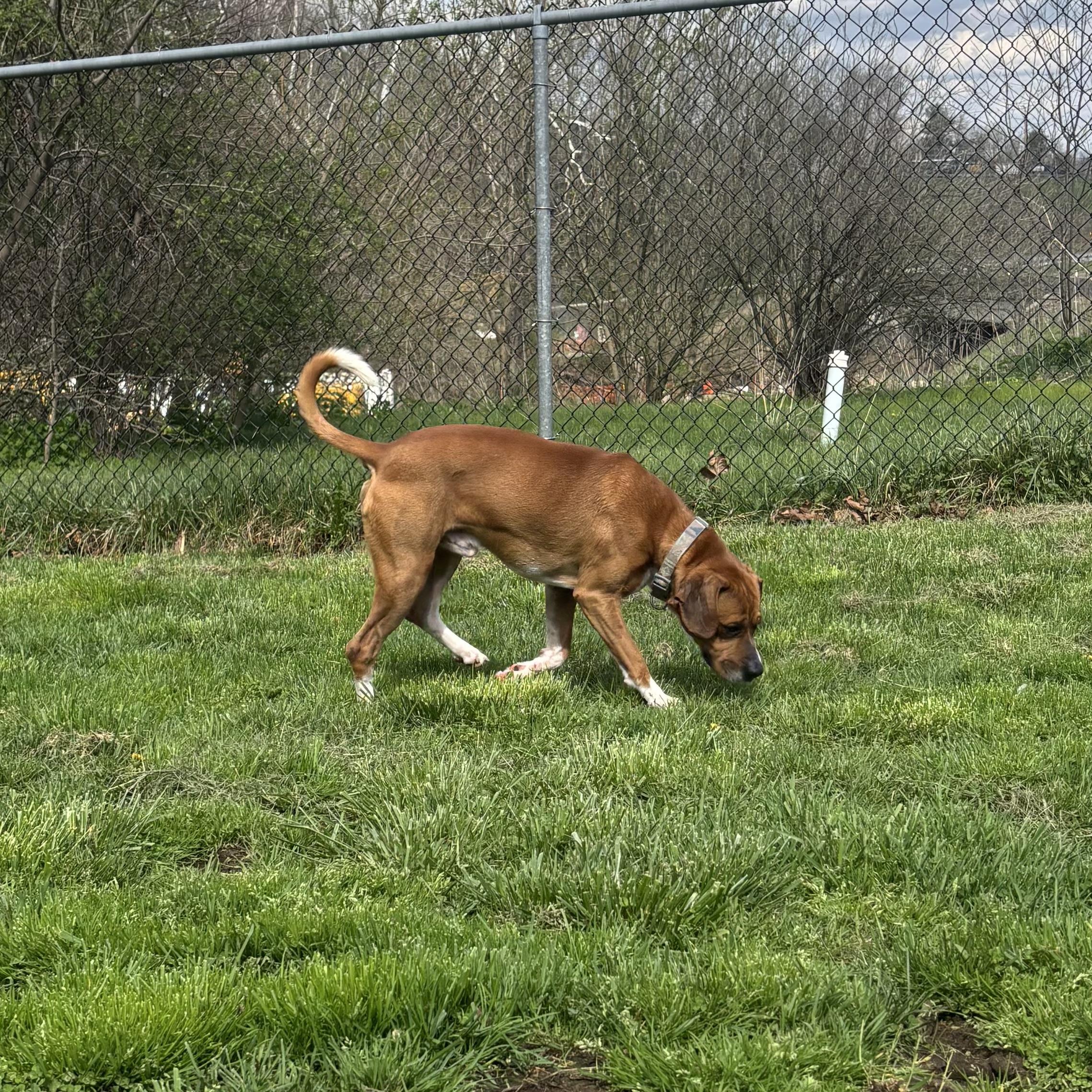 Enlarge Cooper, a ADOPTABLE Mixed Breed in Waynesburg, PA image 6/6
