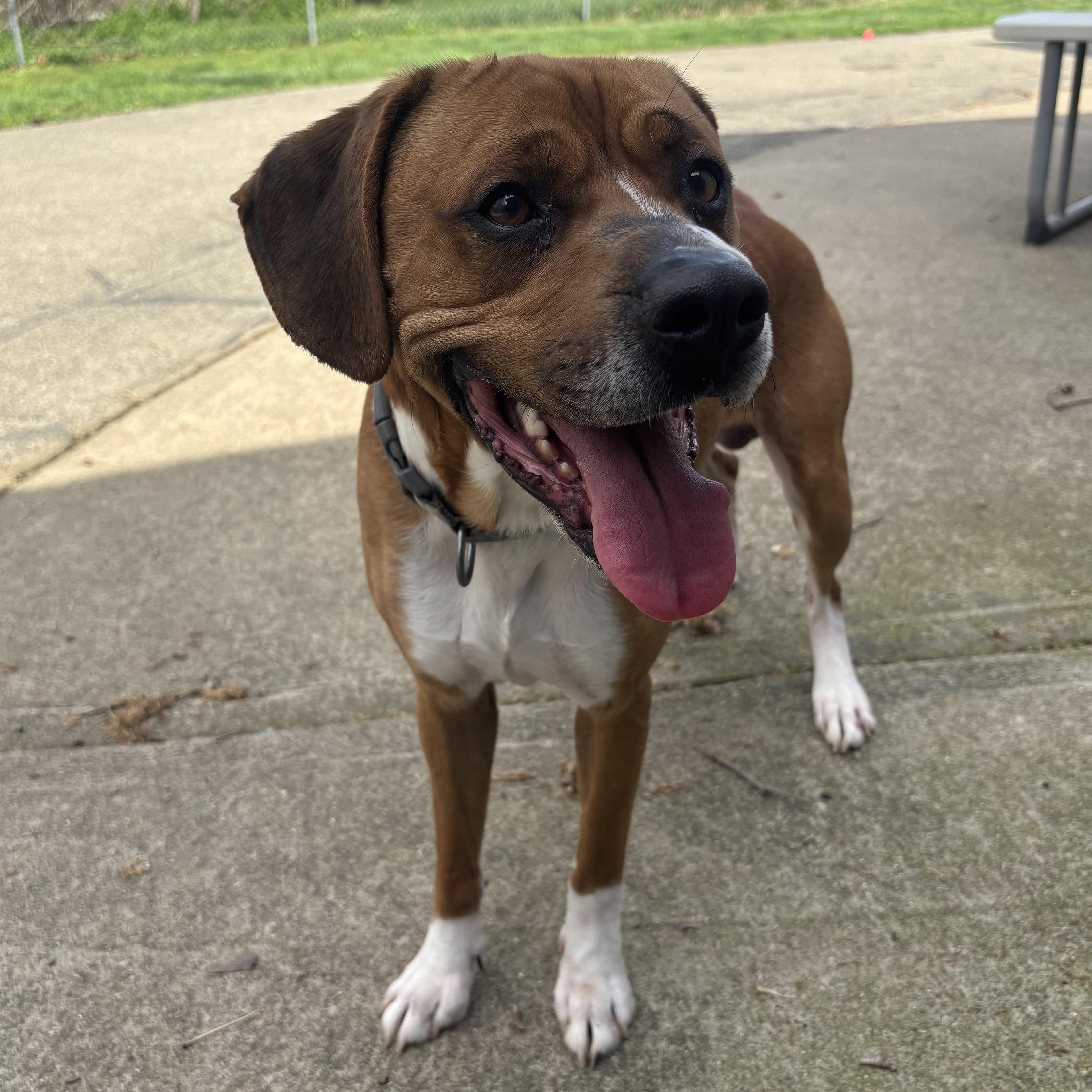 Enlarge Cooper, a ADOPTABLE Mixed Breed in Waynesburg, PA image 3/6