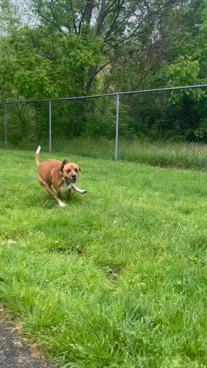 Enlarge Cooper, a ADOPTABLE Mixed Breed in Waynesburg, PA video 6/6