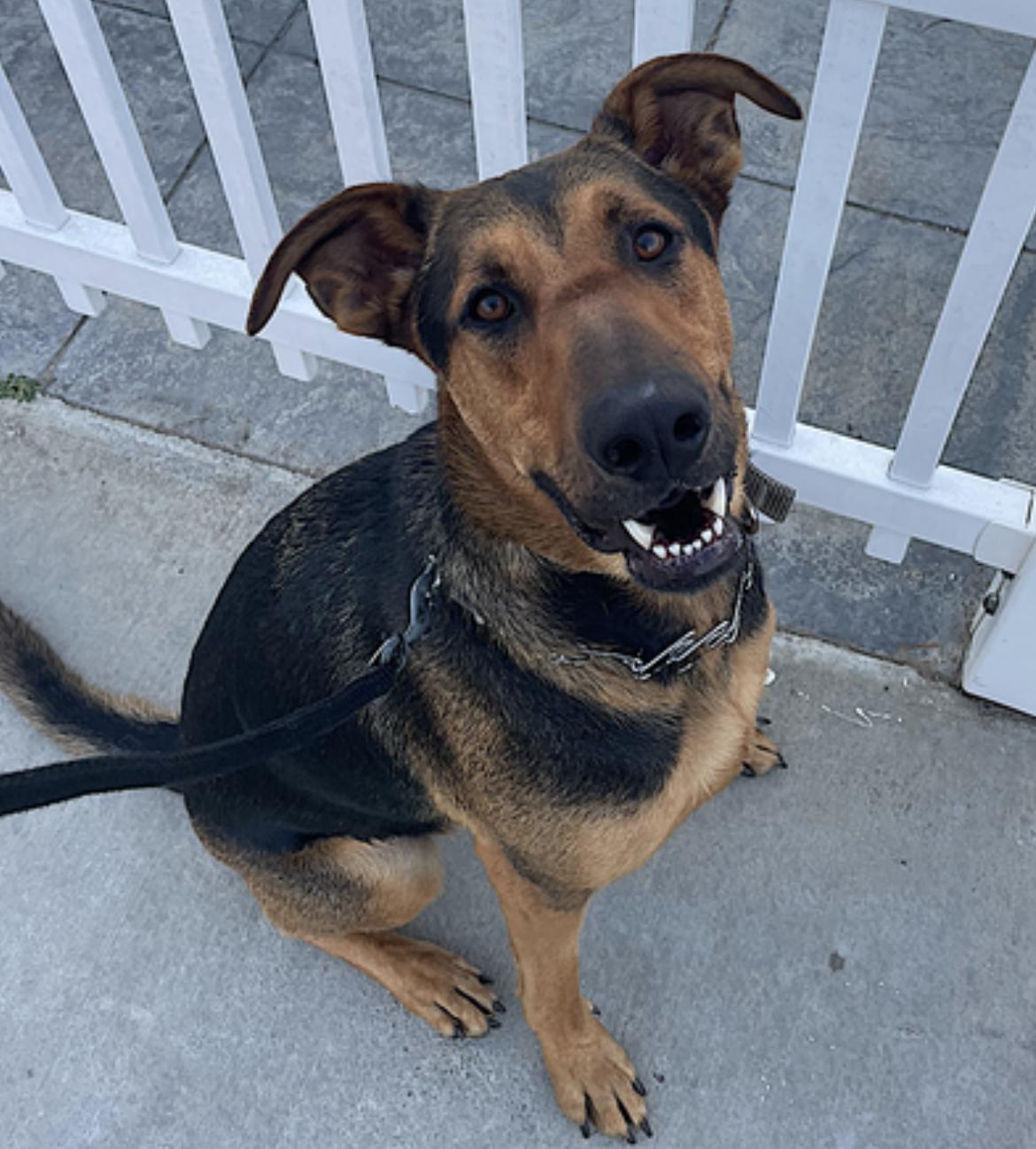 Tucker — thumbnail 4