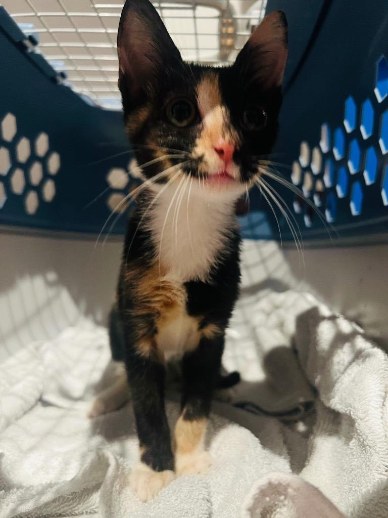 Winky, Adoptable, Kitten Female American Shorthair.