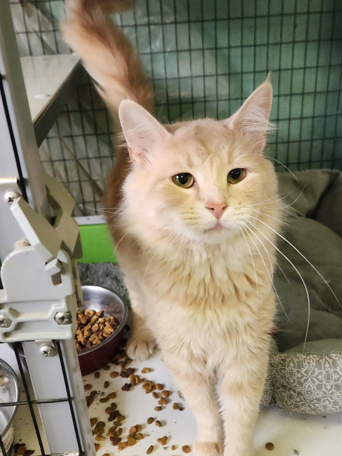 Chirp, a Adopted Domestic Medium Hair in Crossville, TN image 1/2