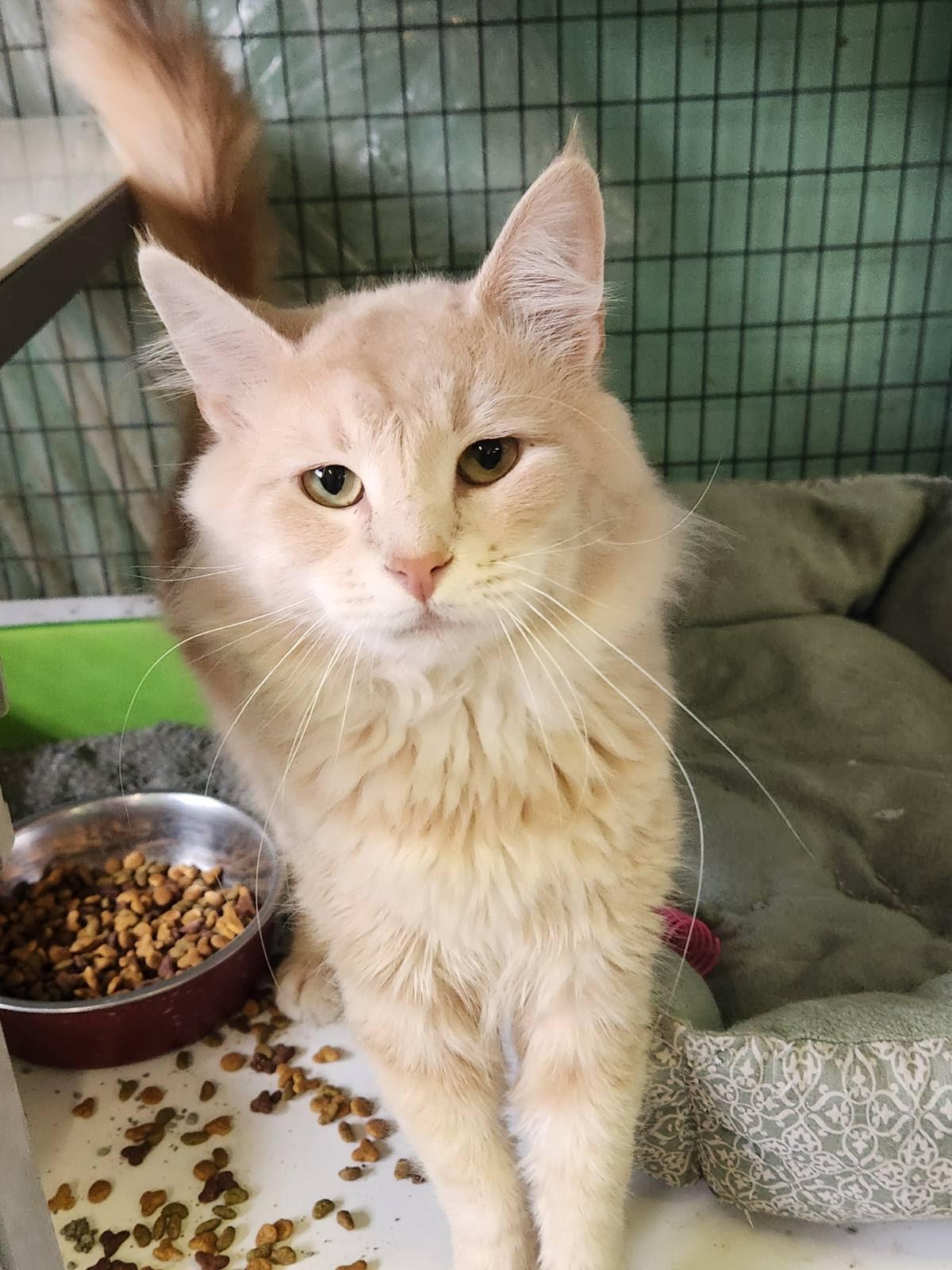 Chirp, a Adopted Domestic Medium Hair in Crossville, TN image 2/2