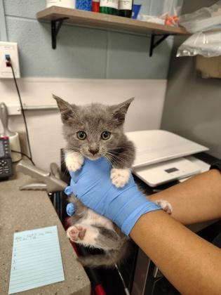 Hedwig, Adoptable, Kitten Female Domestic Short Hair & Domestic Short Hair.