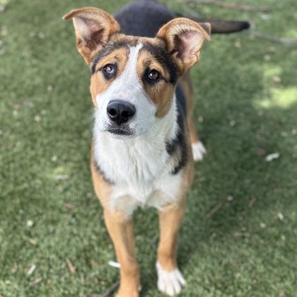 Enlarge June, an adoptable mixed breed in Red Bluff, CA image 5/5