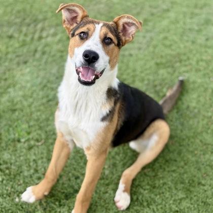 Enlarge June, an adoptable mixed breed in Red Bluff, CA image 2/5