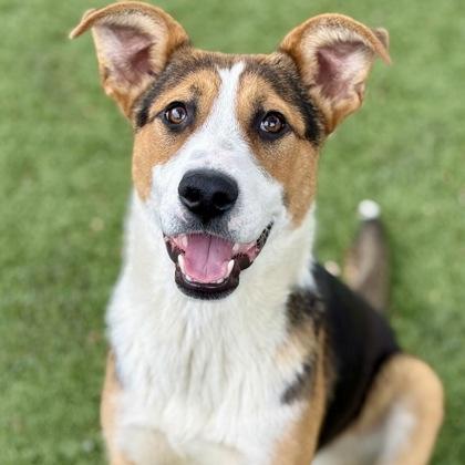 Enlarge June, an adoptable mixed breed in Red Bluff, CA image 1/5