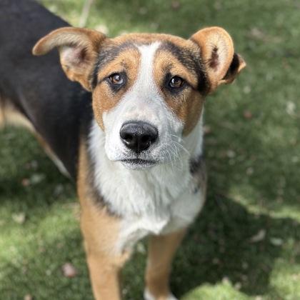 Enlarge June, an adoptable mixed breed in Red Bluff, CA image 3/5