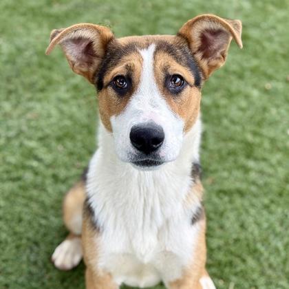 Enlarge June, an adoptable mixed breed in Red Bluff, CA image 4/5