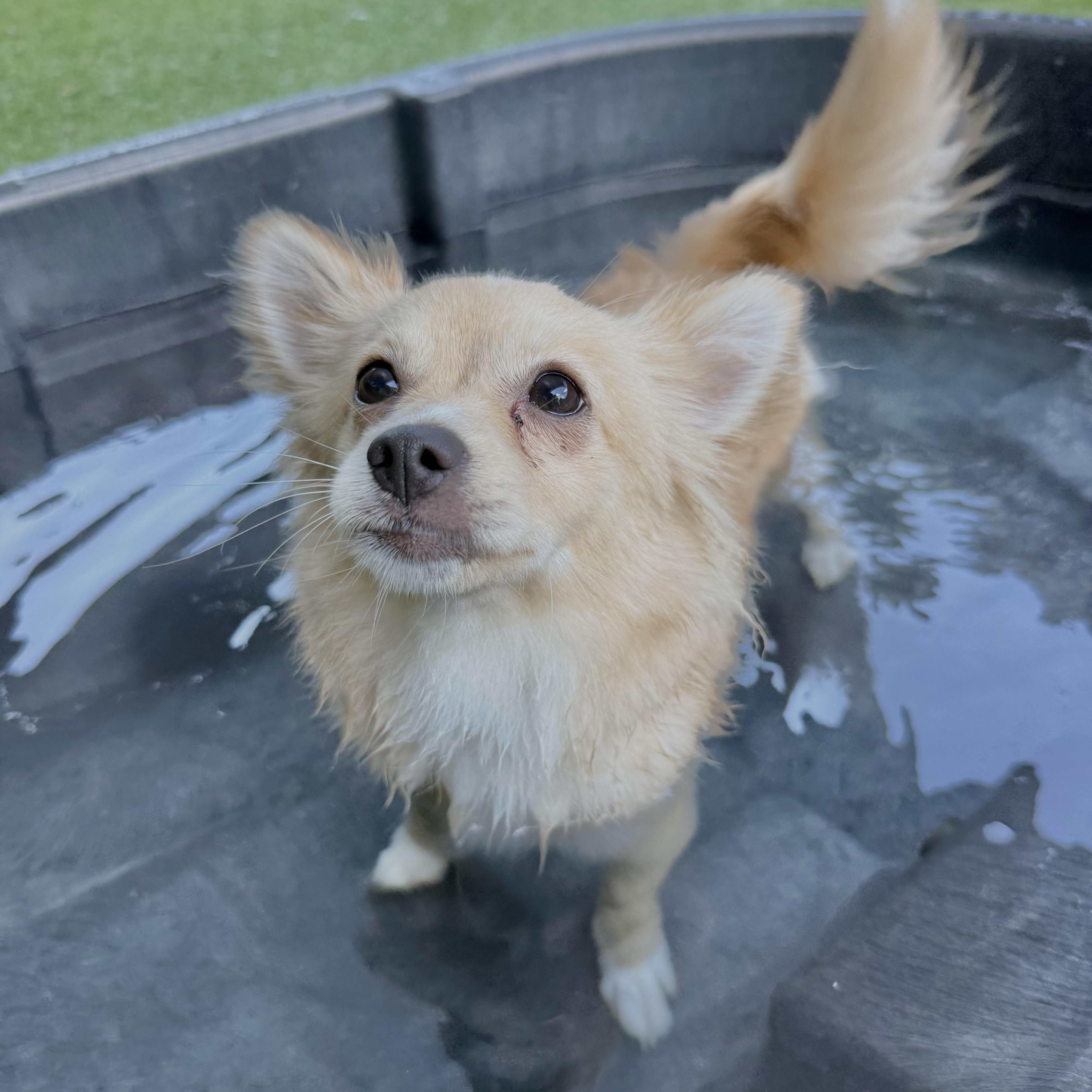 Dory, Adopted, Puppy Female Chihuahua & Pomeranian.