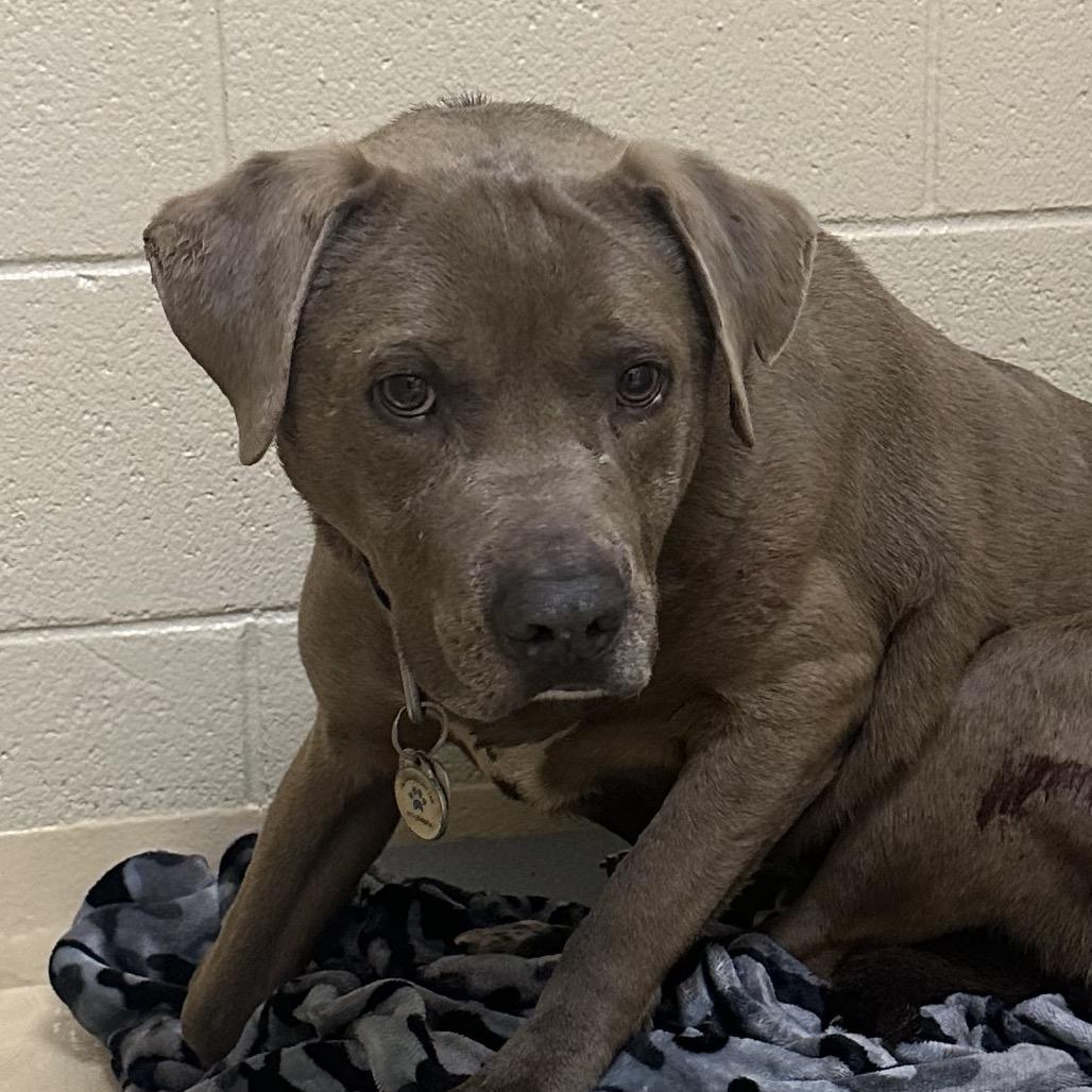 Blue, Adoptable, Adult Male Mixed Breed.