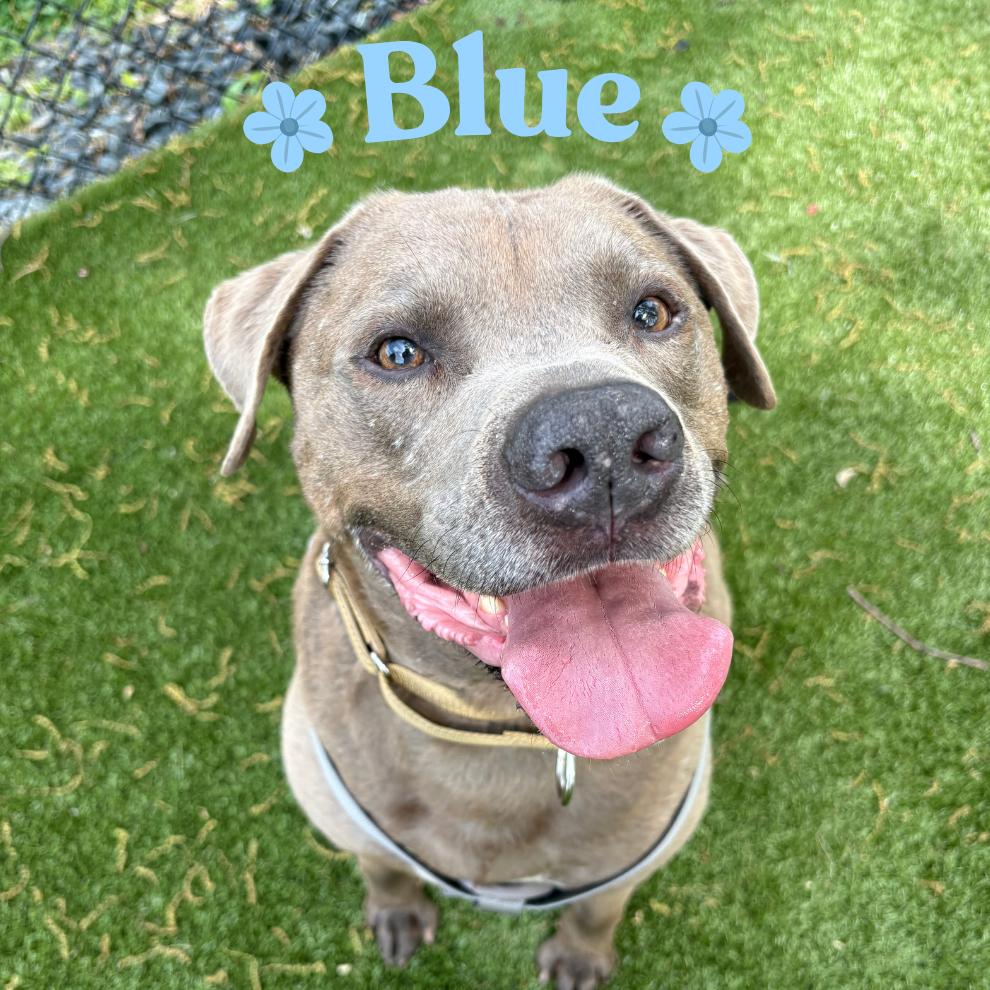 Enlarge Blue, a Adoptable Mixed Breed in Winston-Salem, NC image 2/3