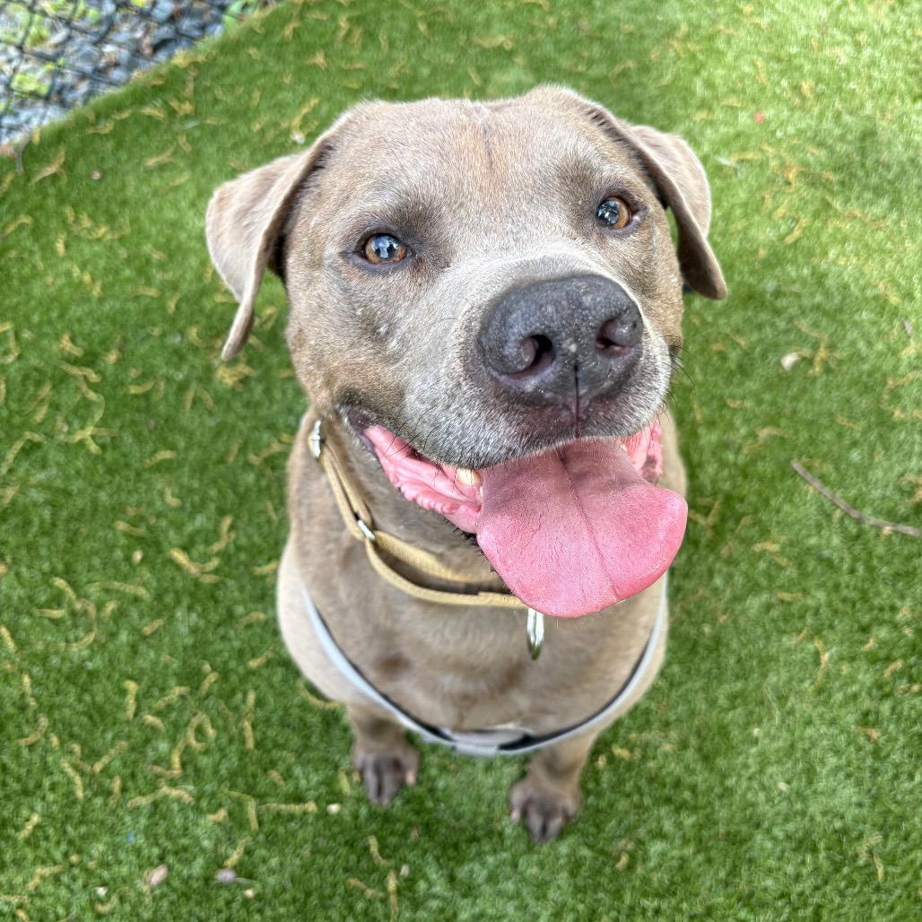 Enlarge Blue, a Adoptable Mixed Breed in Winston-Salem, NC image 3/3