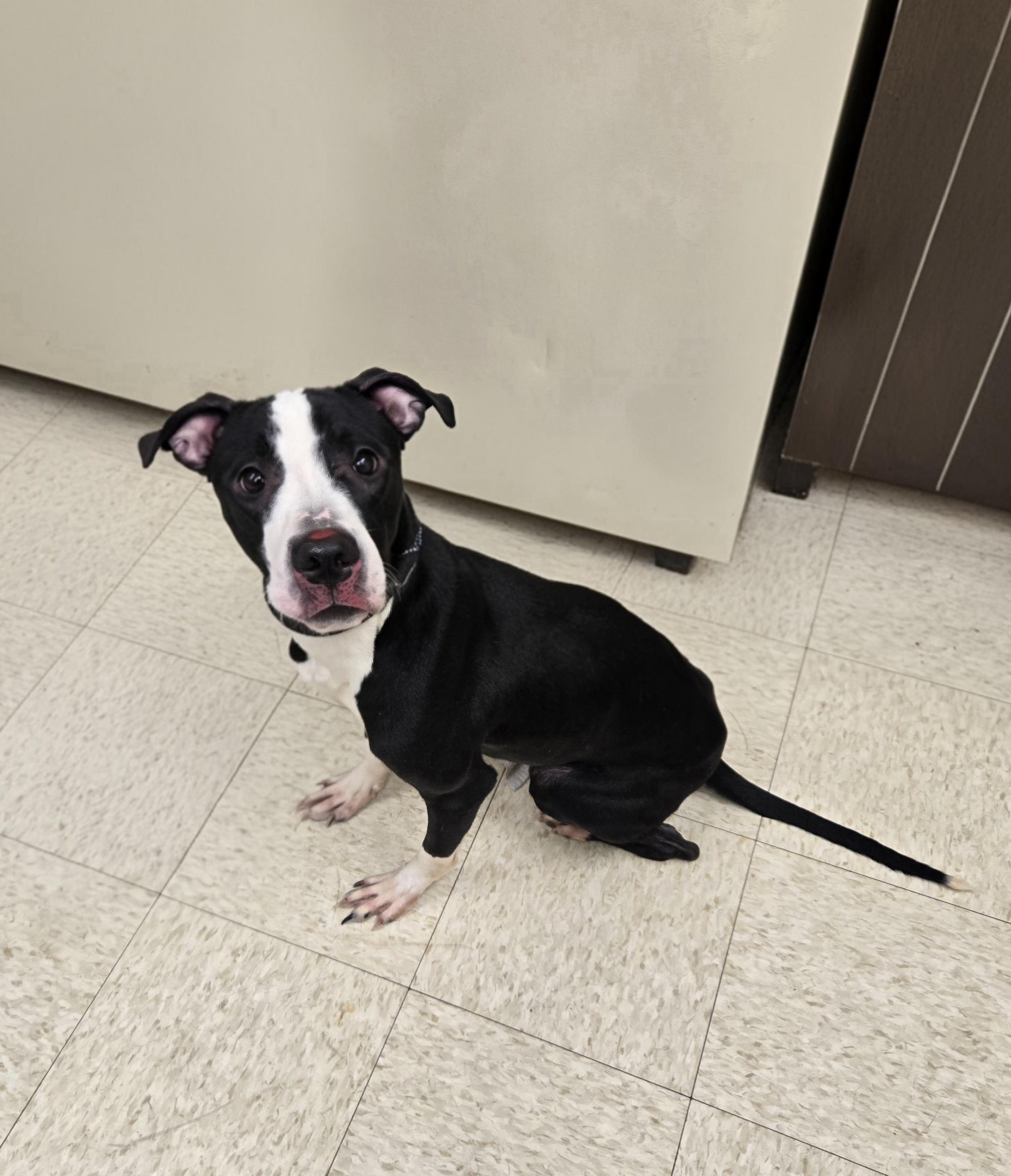 Enlarge Hardin (Coming Soon...), a ADOPTABLE American Bully in Xenia , OH image 4/6