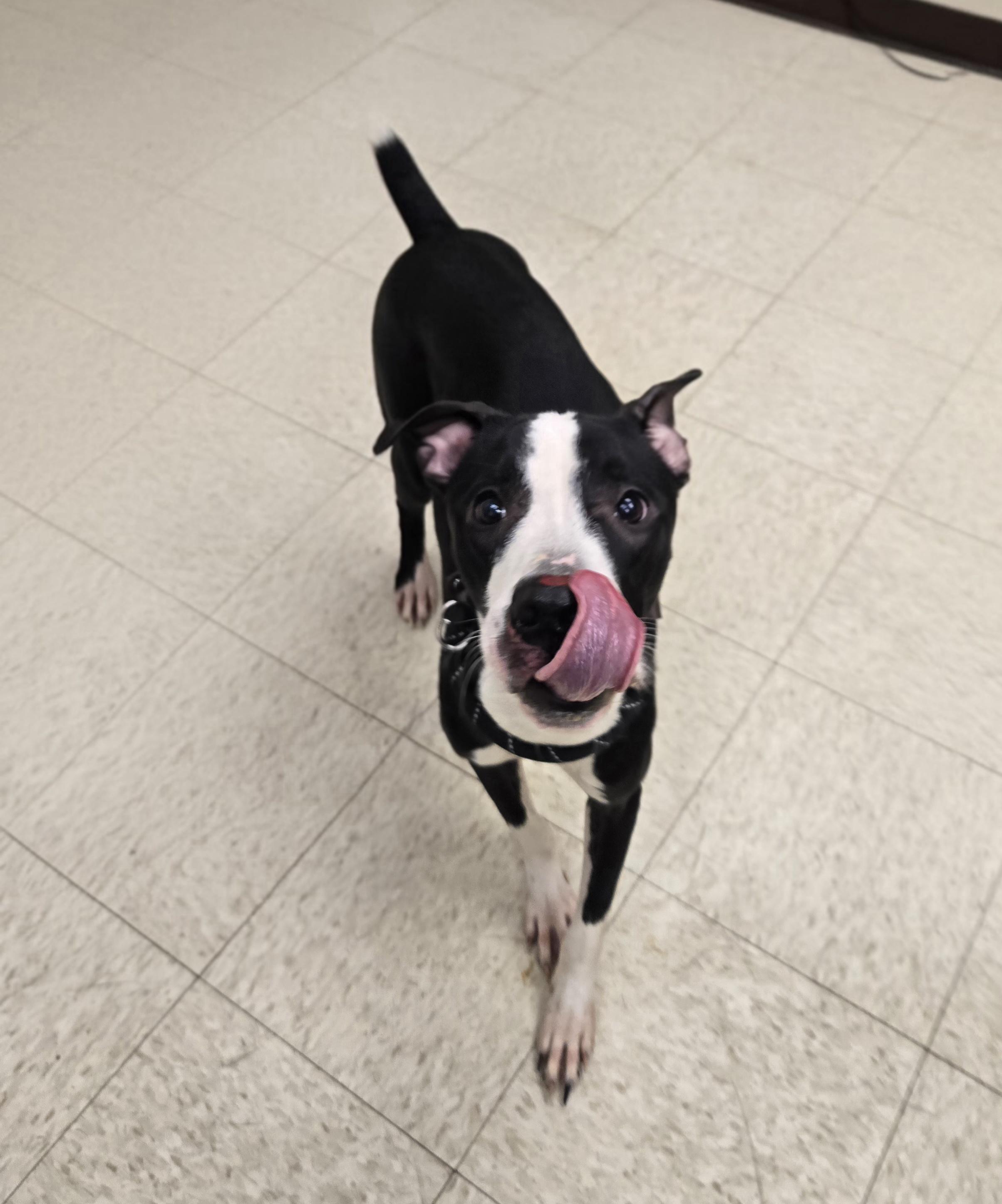 Enlarge Hardin (Coming Soon...), a ADOPTABLE American Bully in Xenia , OH image 6/6