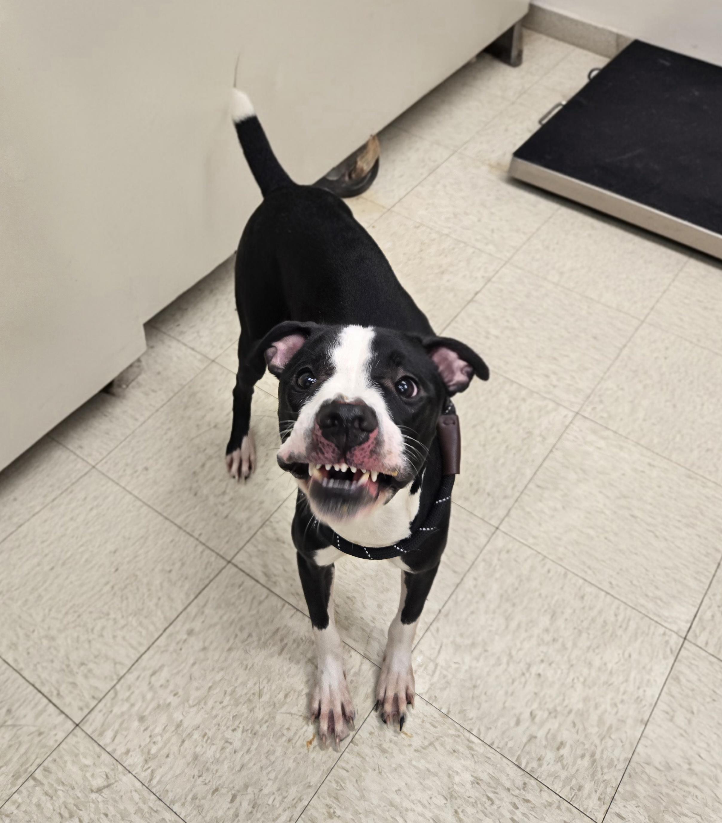 Hardin (Coming Soon...), ADOPTABLE, Young Male American Bully.