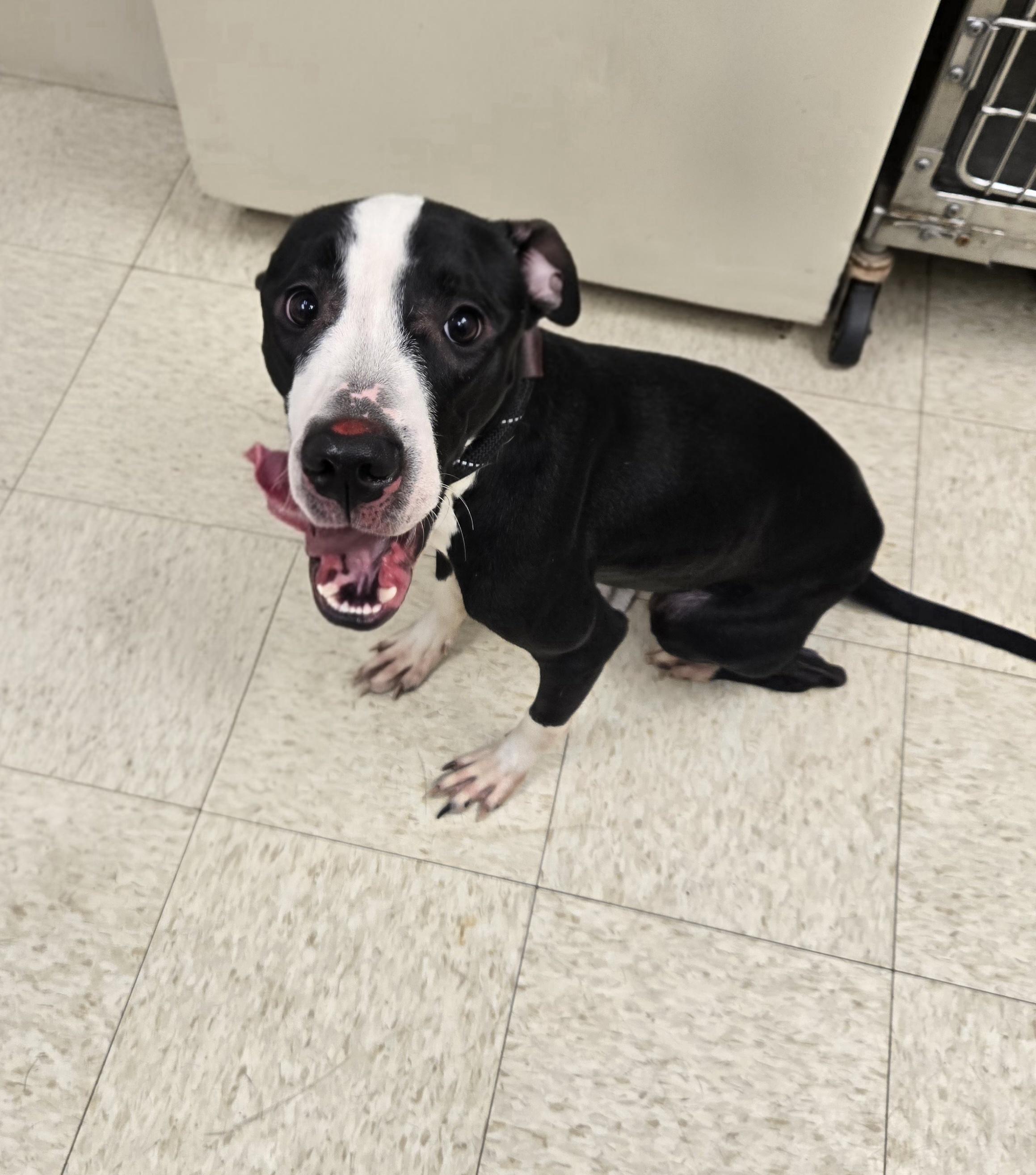 Enlarge Hardin (Coming Soon...), a ADOPTABLE American Bully in Xenia , OH image 3/6