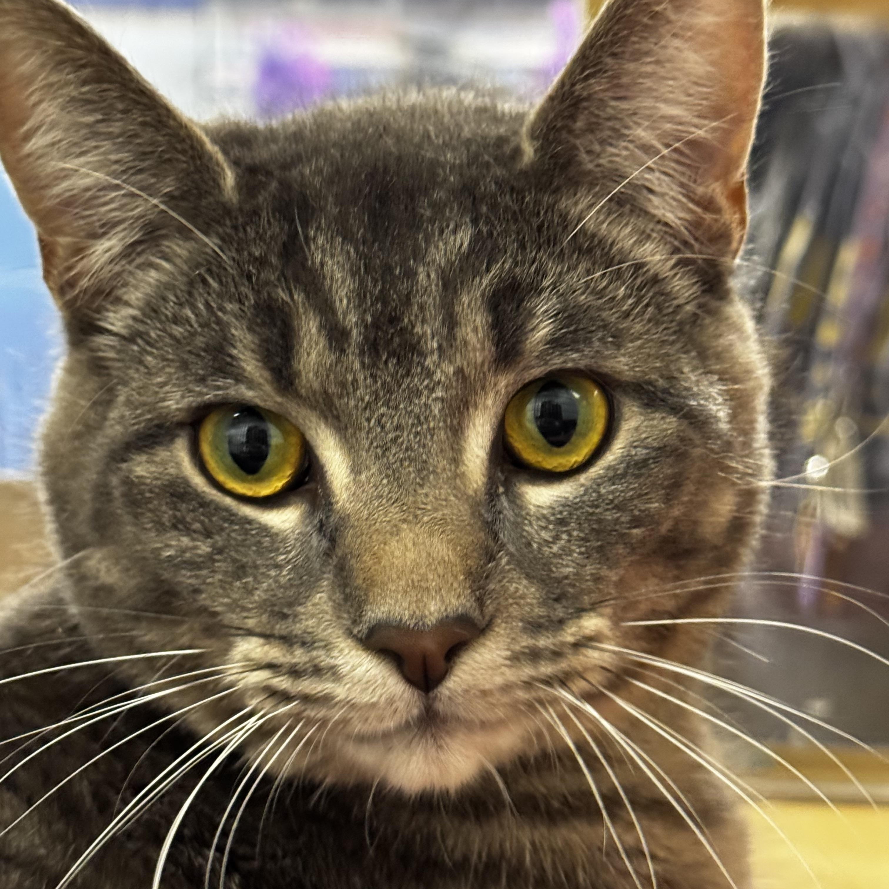 Enlarge Mazie and Jackson, a ADOPTABLE Domestic Short Hair in Auburn, WA image 2/2