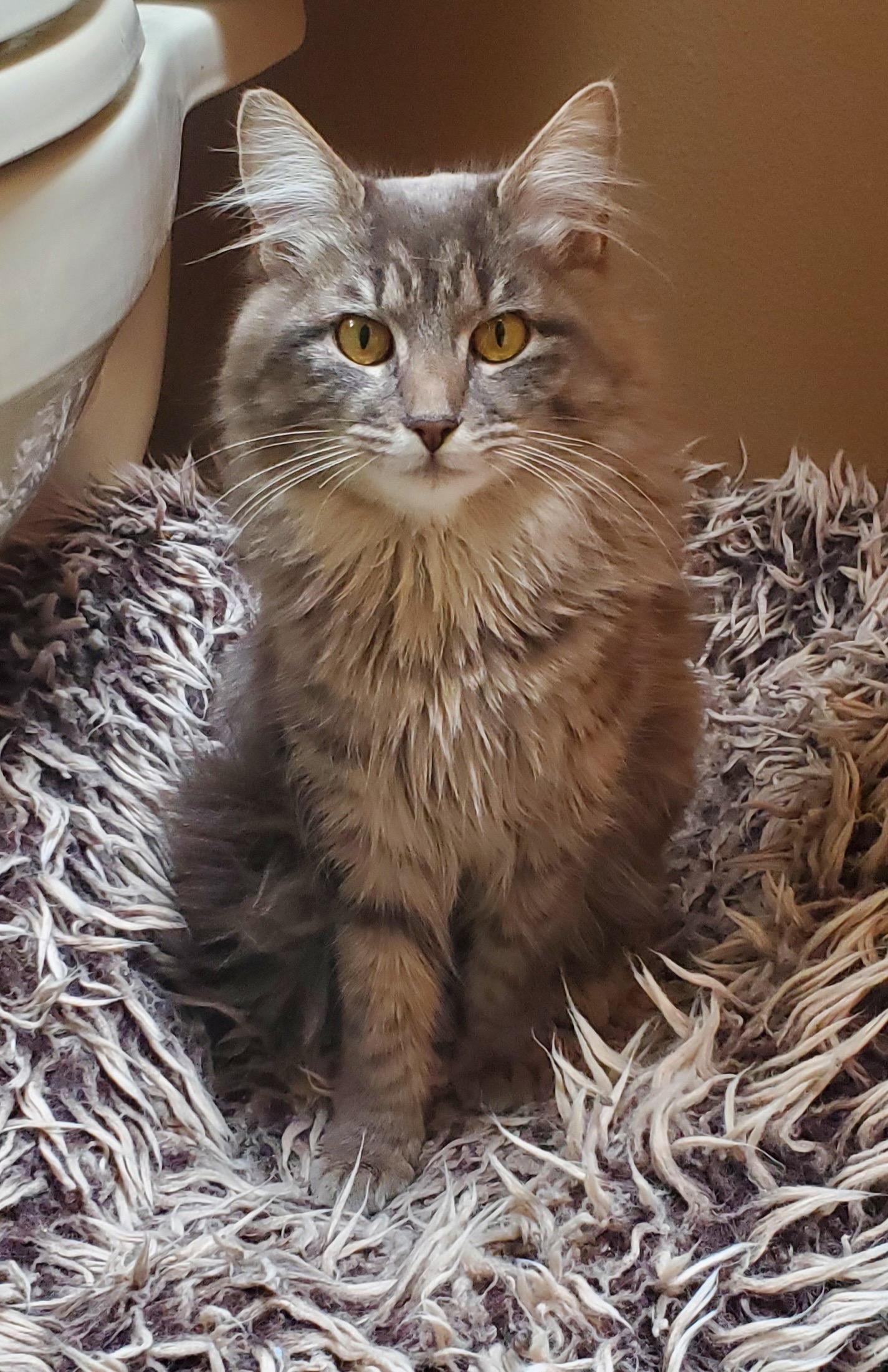 Enlarge Mazie and Jackson, a ADOPTABLE Domestic Short Hair in Auburn, WA image 1/2