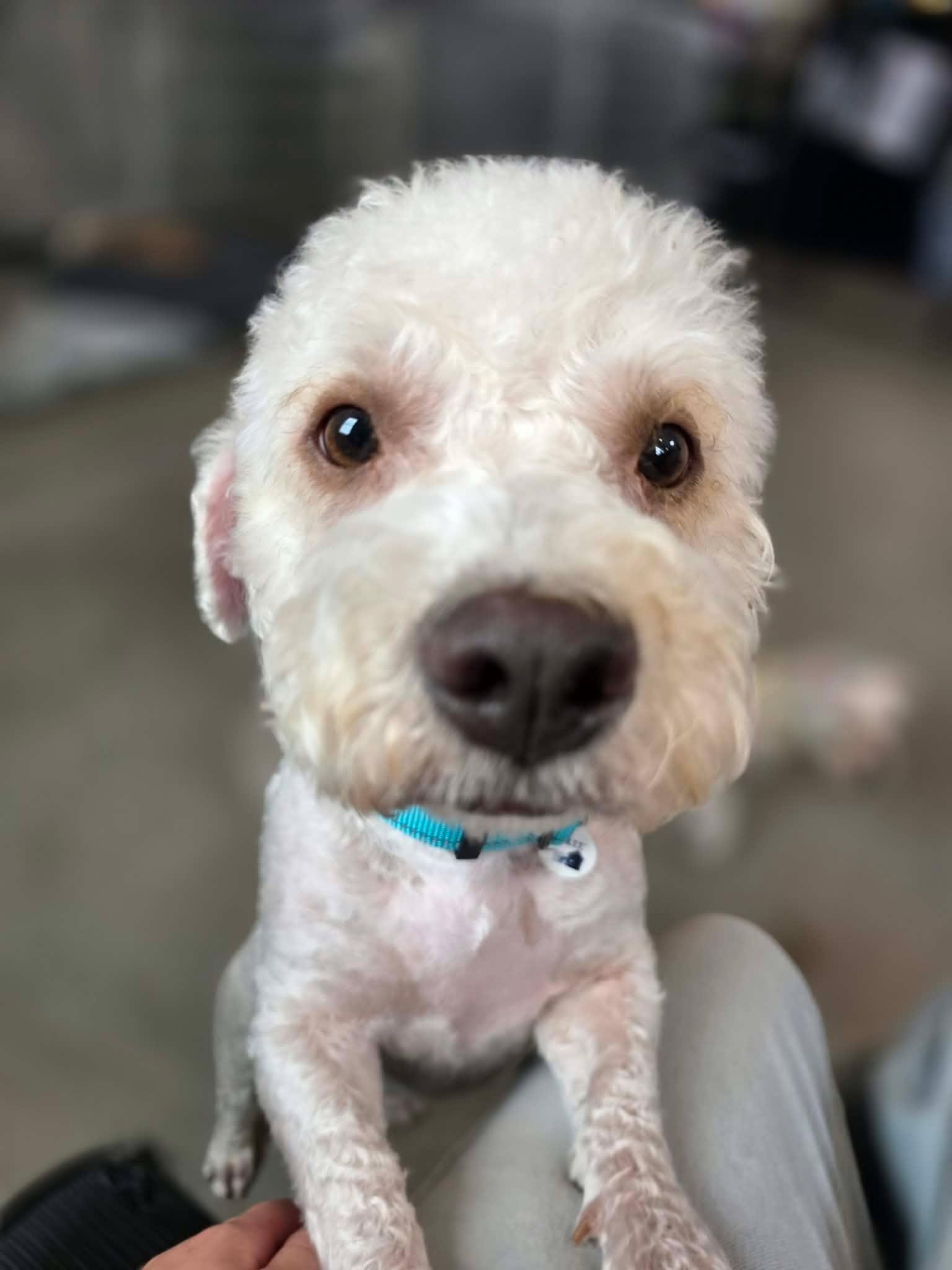 Enlarge Caper, a Adopted Maltese in Marana, AZ image 2/4