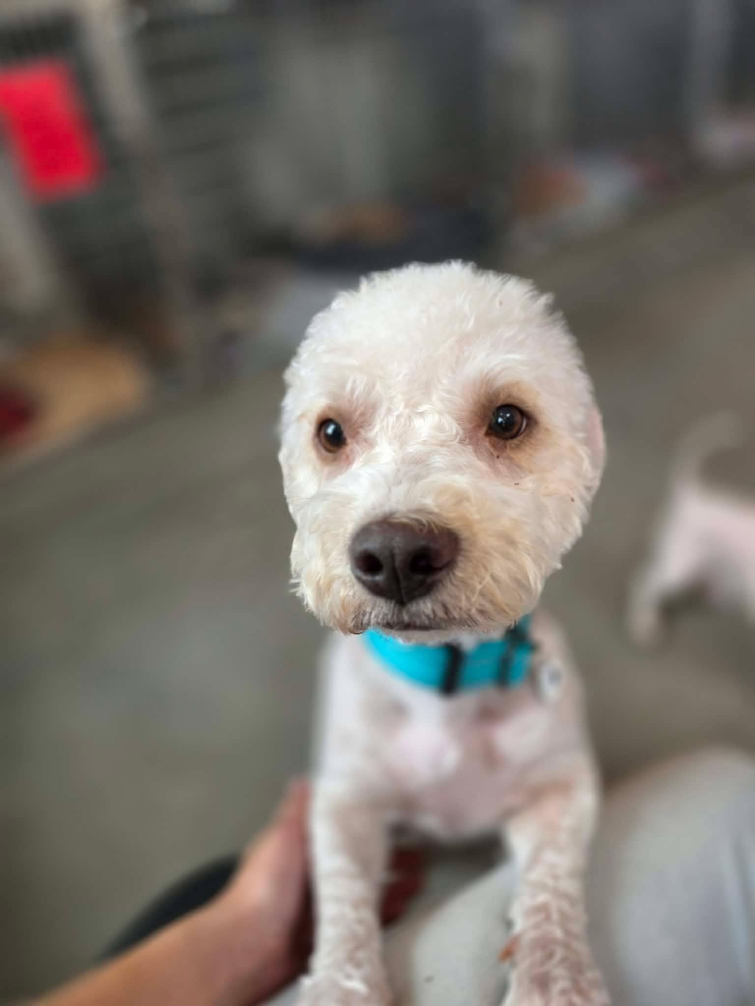 Enlarge Caper, a Adopted Maltese in Marana, AZ image 3/4