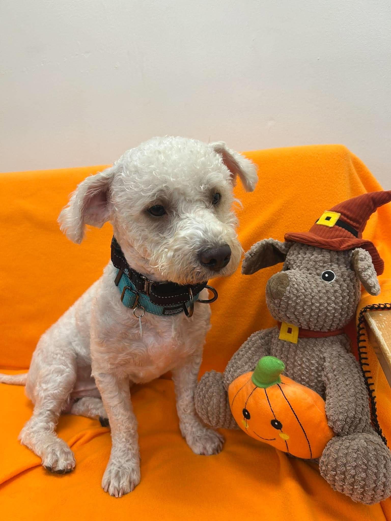 Caper, Adopted, Puppy Male Maltese.