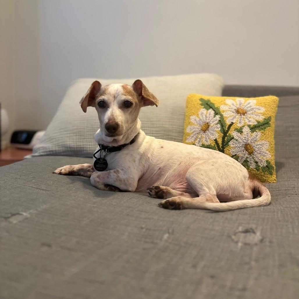 Ash, Adoptable, Senior Male Chihuahua & Dachshund.