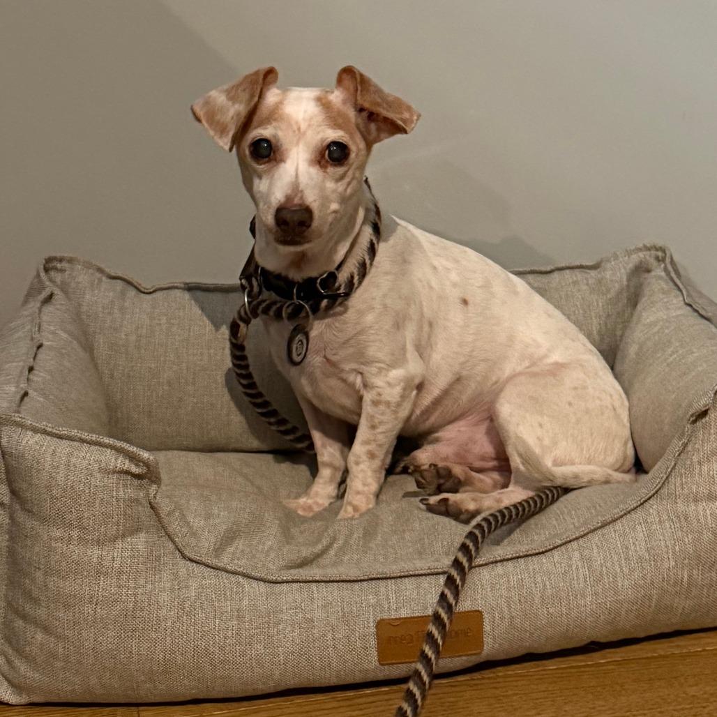 Ash, a Adoptable mixed breed in Brooklyn, NY image 3/6