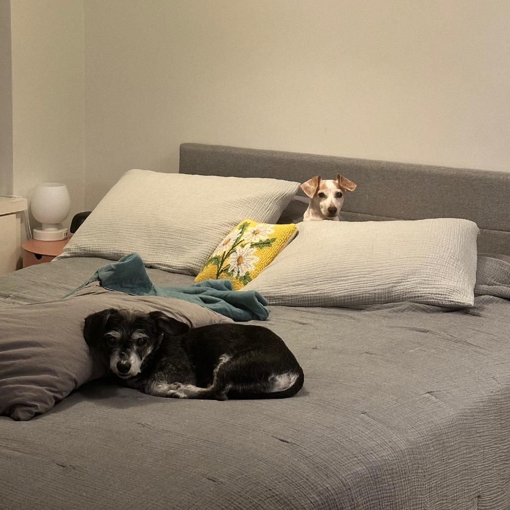 Ash, a Adoptable mixed breed in Brooklyn, NY image 5/6