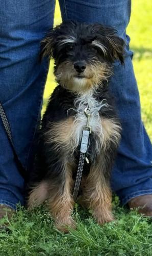 GUS, a Adoptable mixed breed in Arlington, TX image 2/2