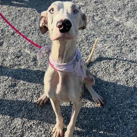 Winter, Adoptable, Adult Female Great Dane.