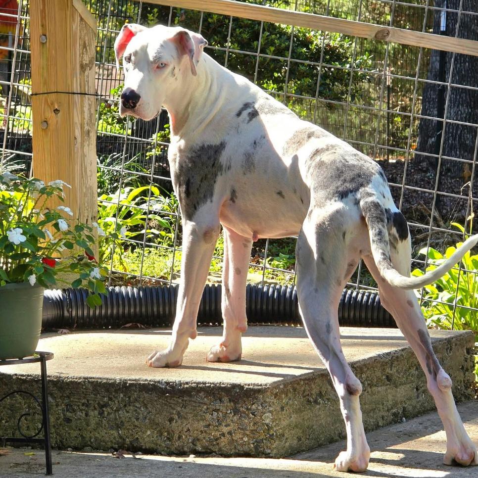 Enlarge Winter, a Adoptable Great Dane in Wappingers Falls, NY image 2/2
