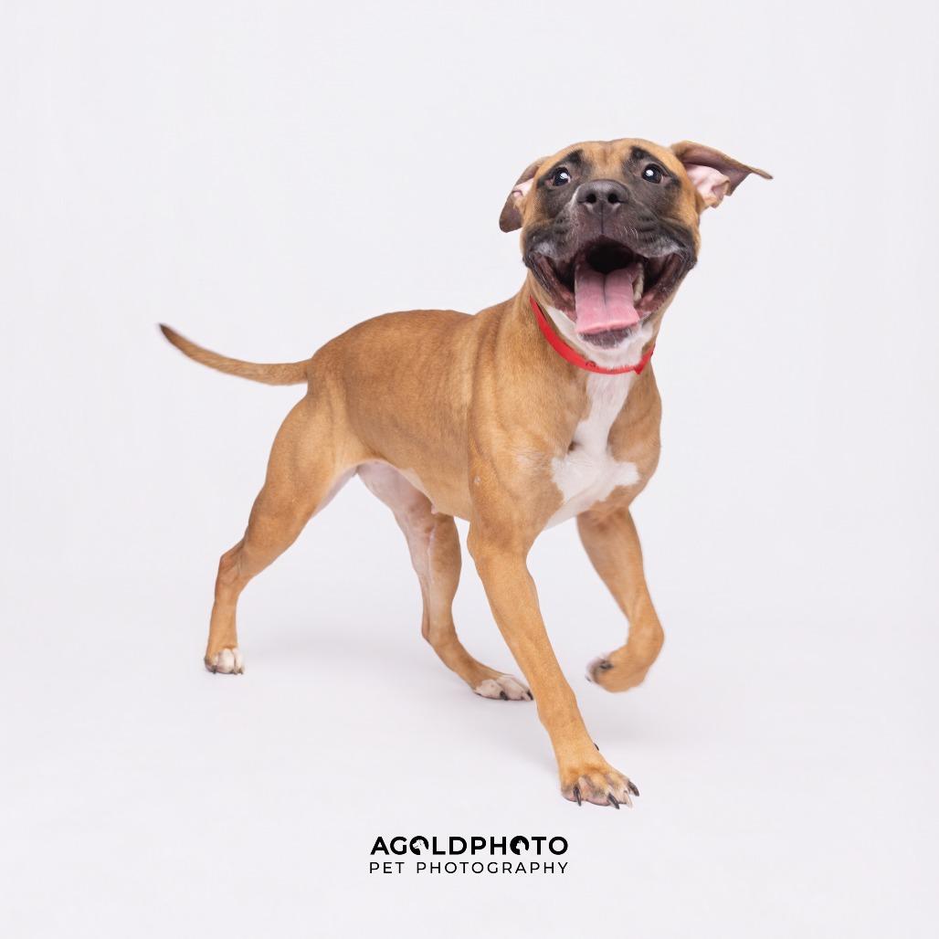 Trish, Adoptable, Adult Female Terrier & Terrier.