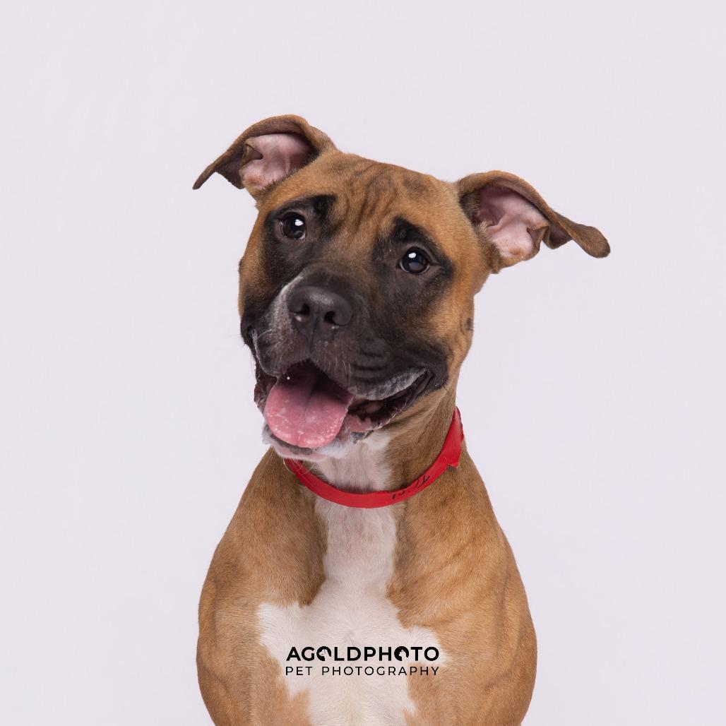 Enlarge Trish, a Adoptable mixed breed in Tampa, FL image 2/3