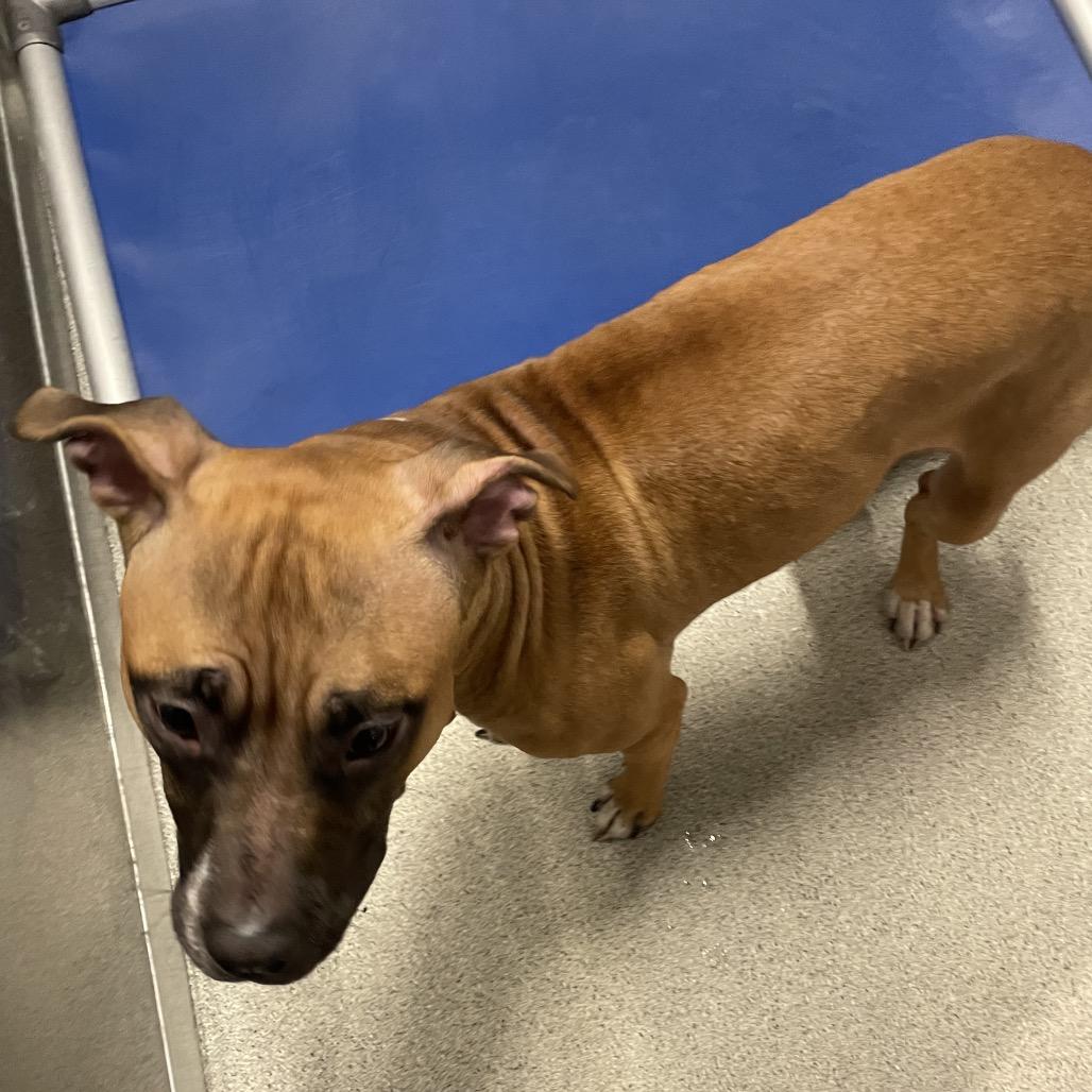 Enlarge Trish, a Adoptable mixed breed in Tampa, FL image 3/3