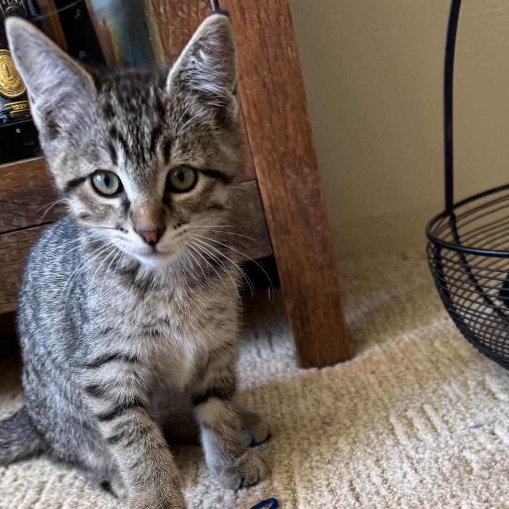 Havoc, Adoptable, Kitten Male Domestic Short Hair.