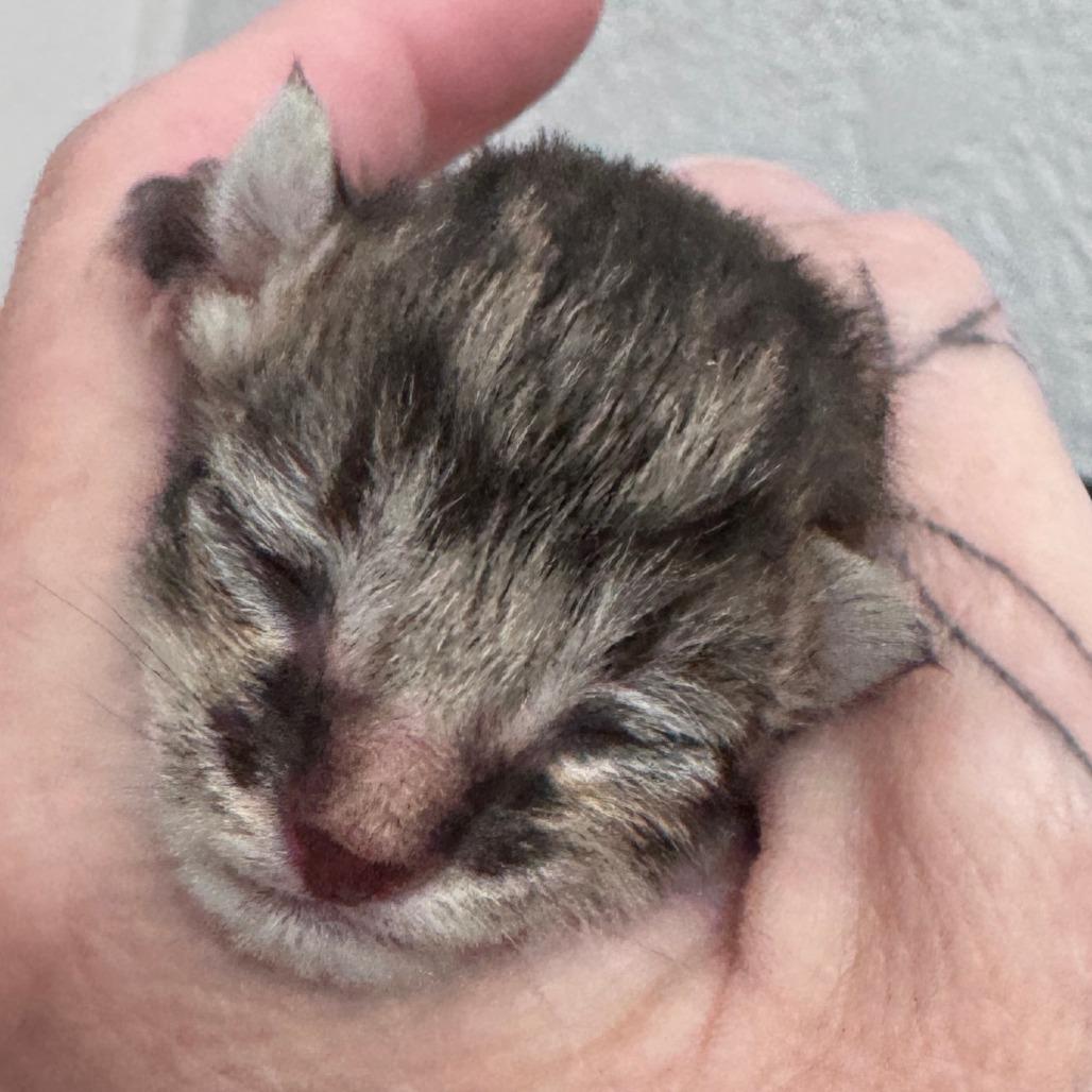Enlarge Havoc, a Adoptable Domestic Short Hair in Talent, OR image 2/3