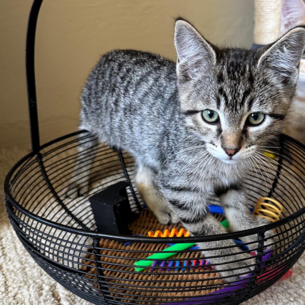 Enlarge Havoc, a Adoptable Domestic Short Hair in Talent, OR image 3/3