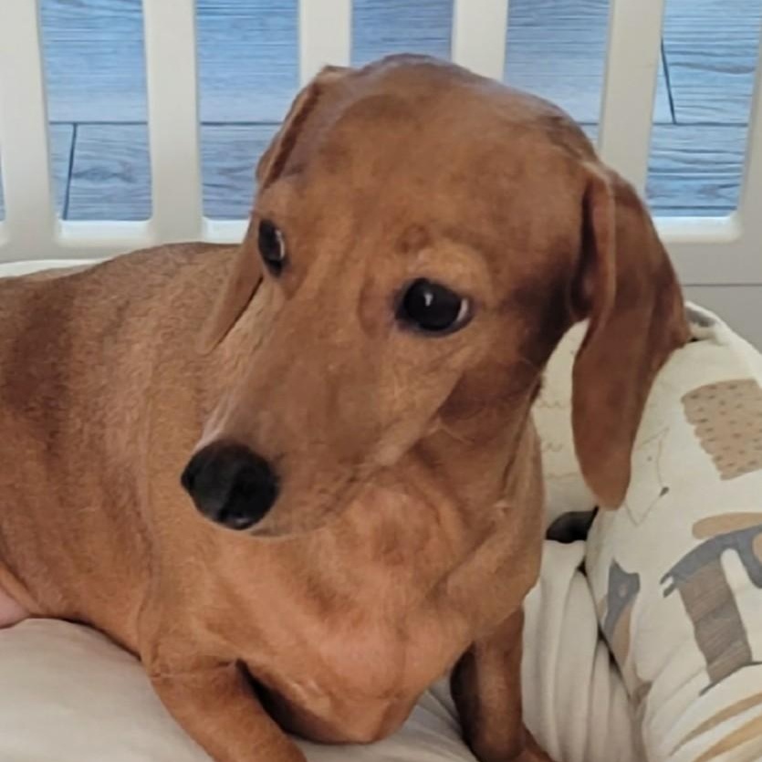 Enlarge Cinnamon, an adopted Dachshund in Midlothian, VA image 1/1