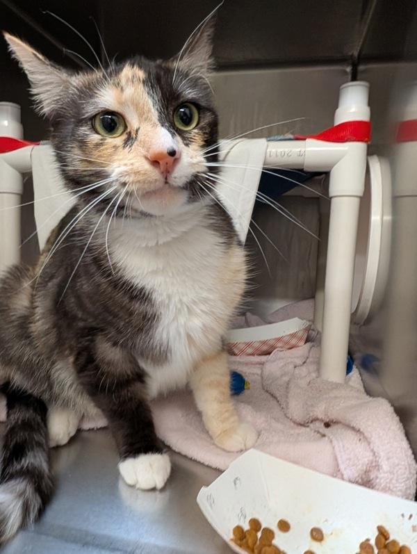 Lollipop, Adoptable, Adult Female Domestic Short Hair.