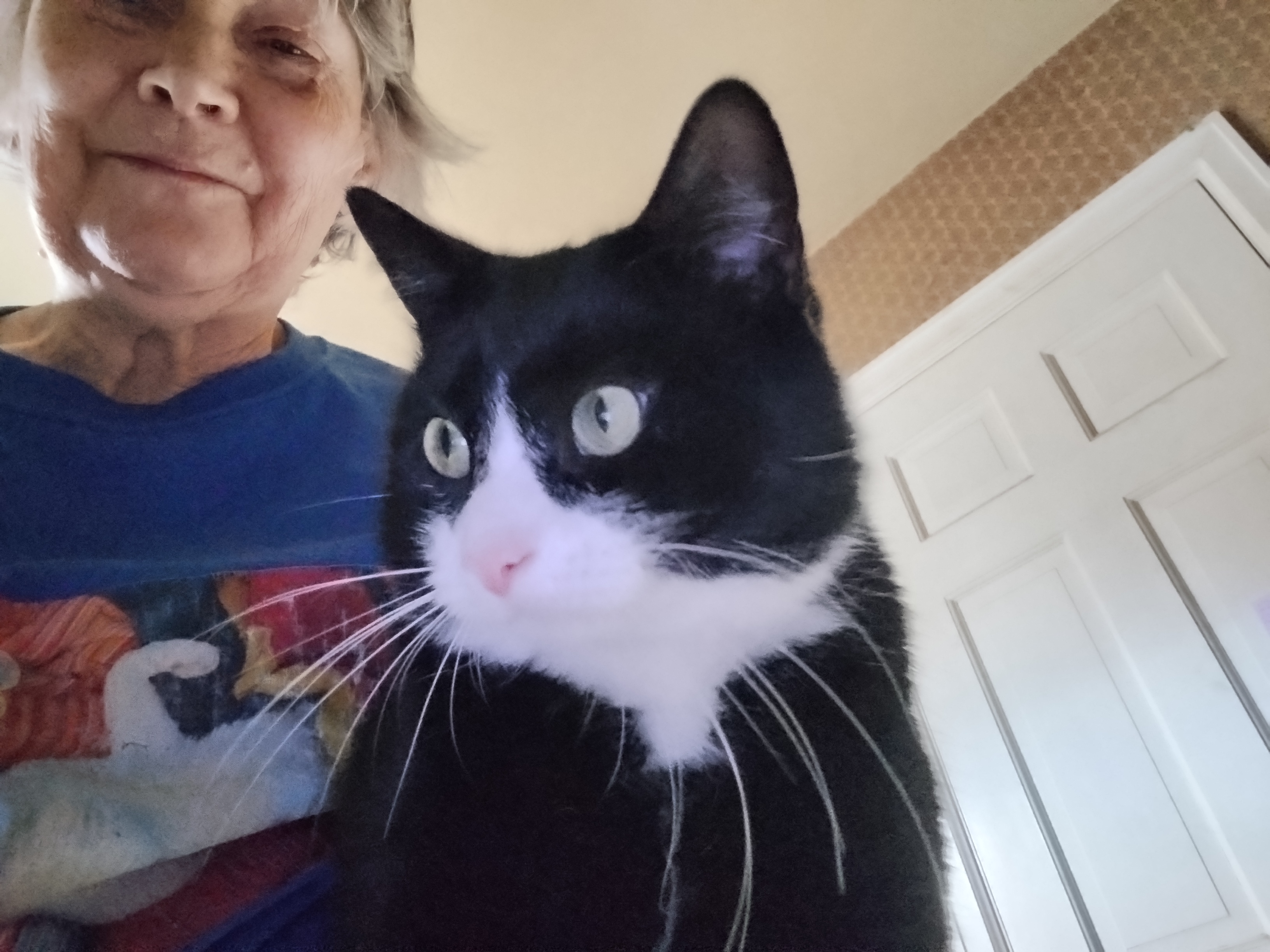 Enlarge Pepsi, an adopted American Shorthair in Rochester, NY image 3/6