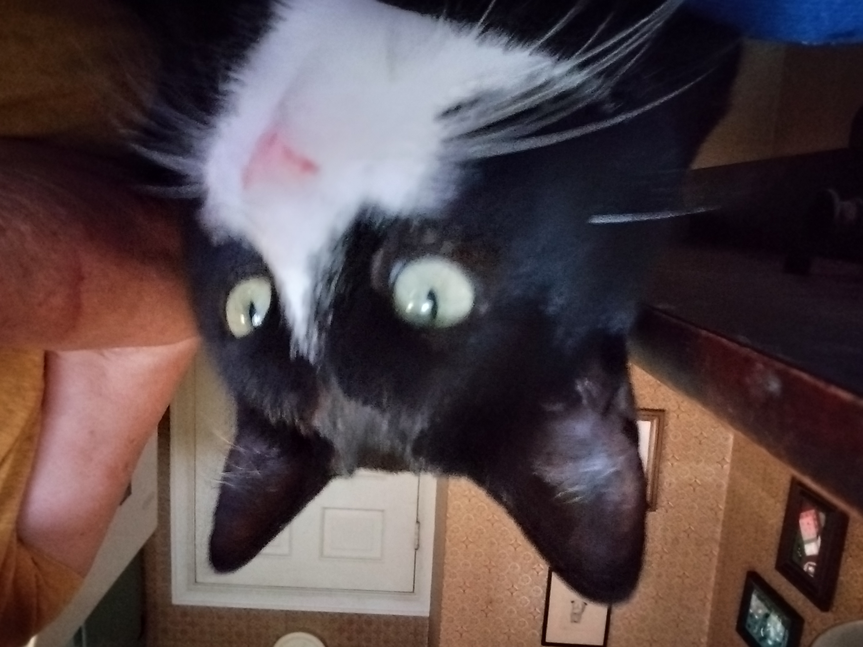 Enlarge Pepsi, an adopted American Shorthair in Rochester, NY image 1/6