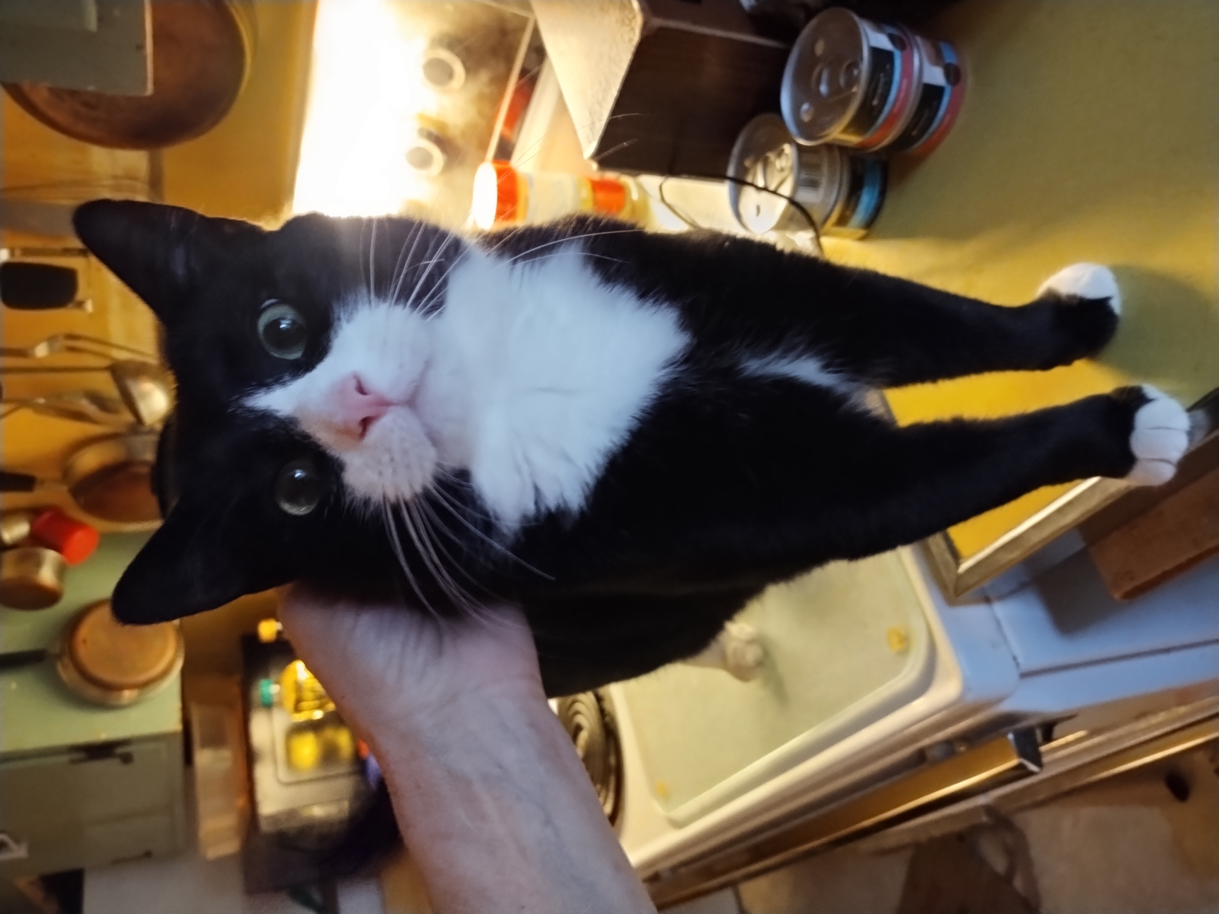 Enlarge Pepsi, an adopted American Shorthair in Rochester, NY image 2/6